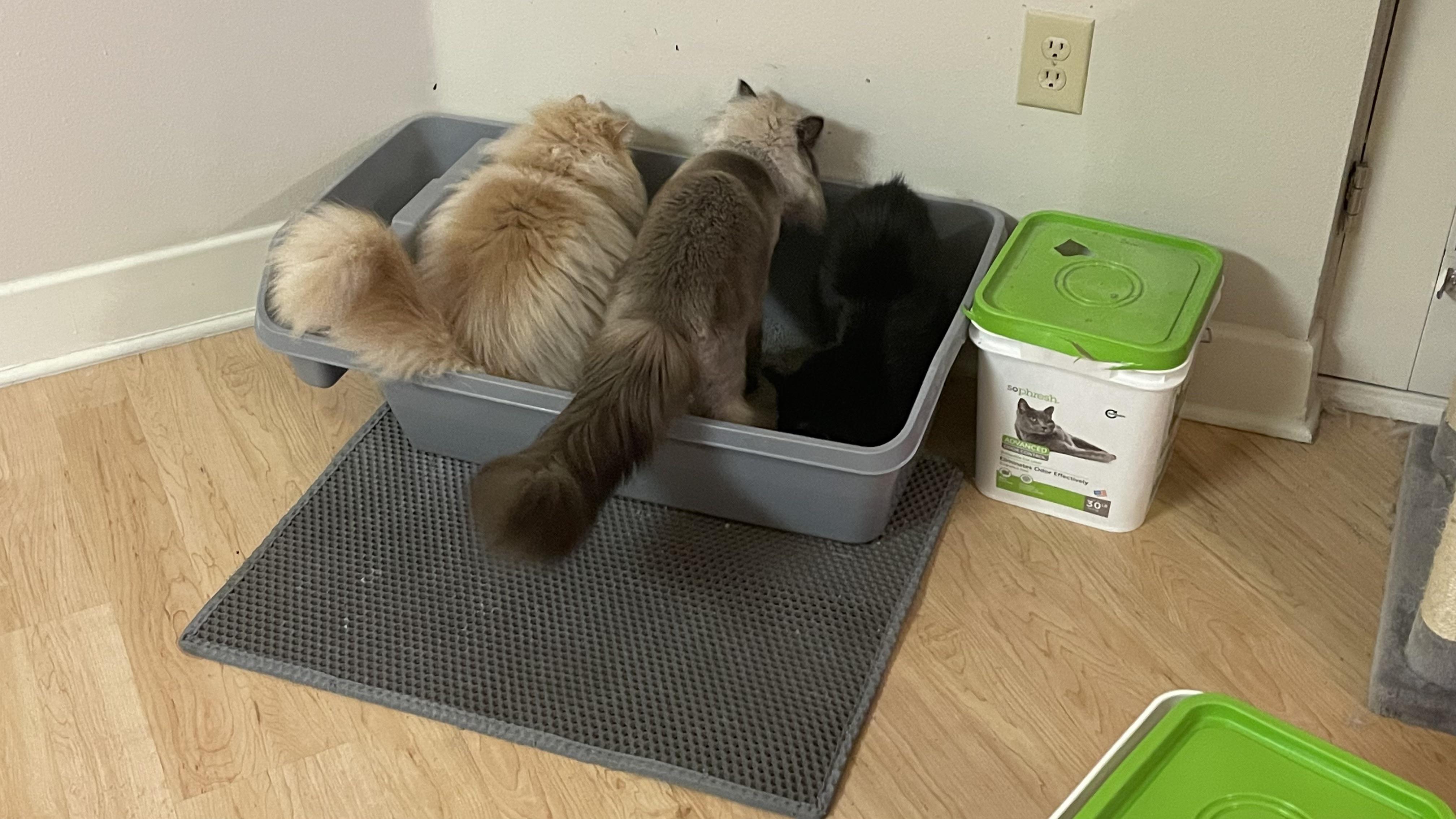 They act like they don’t have 4 litter boxes XD