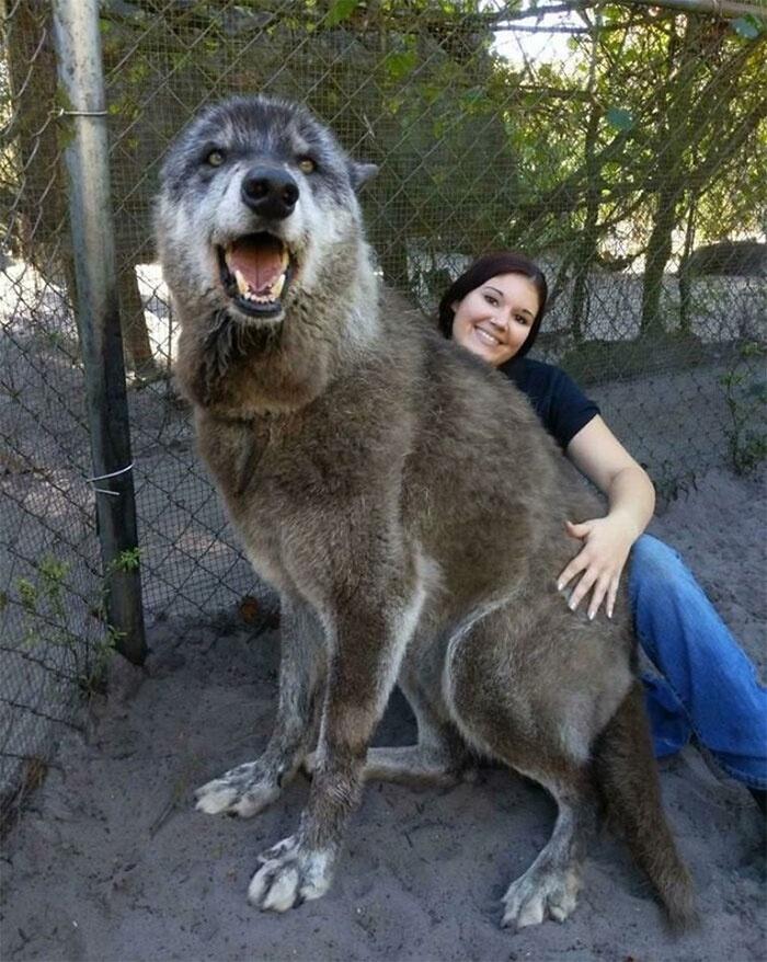 Worlds Largest Wolf Ever Recorded