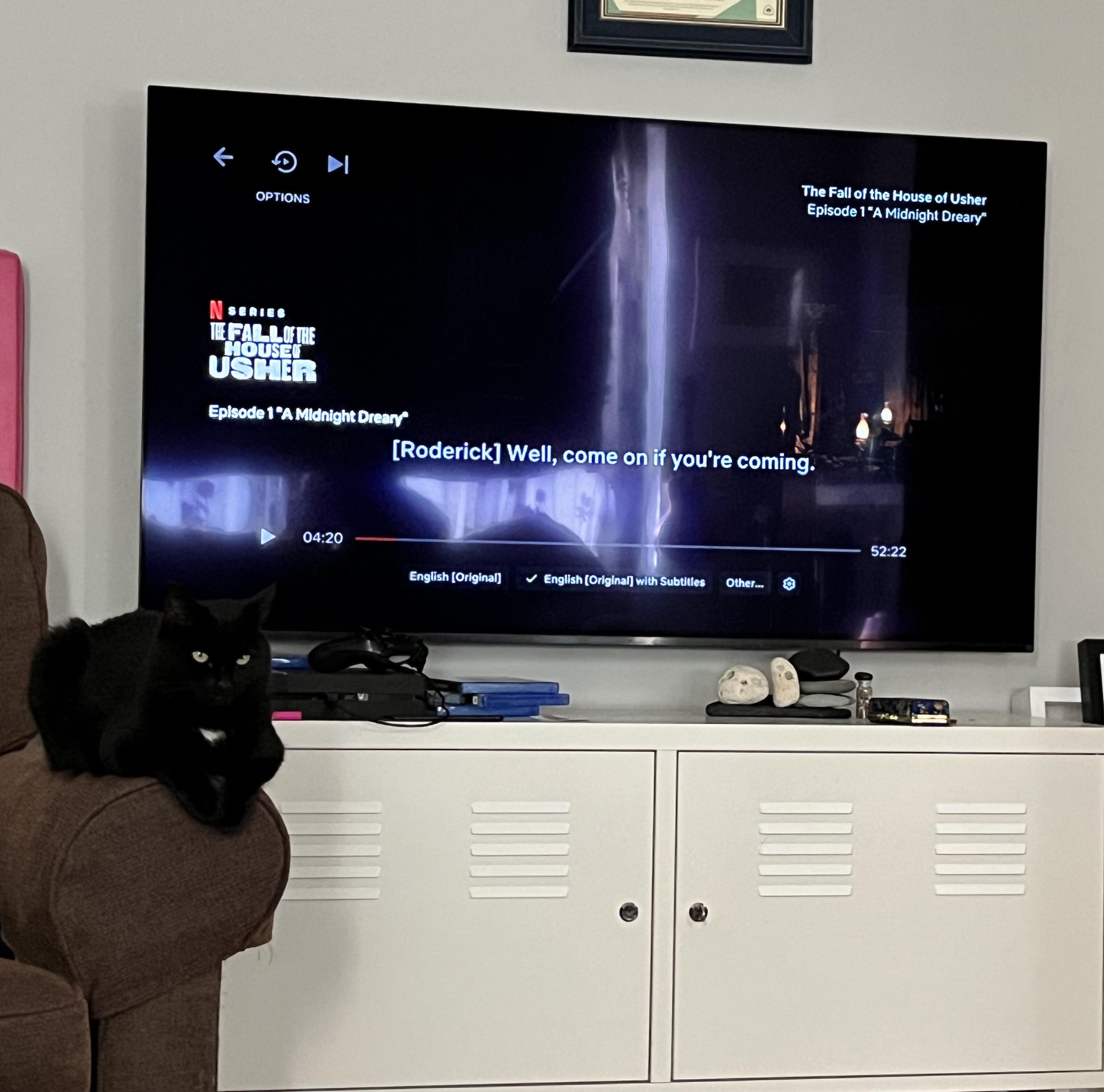 Gogglebox The Cat edition r/ireland