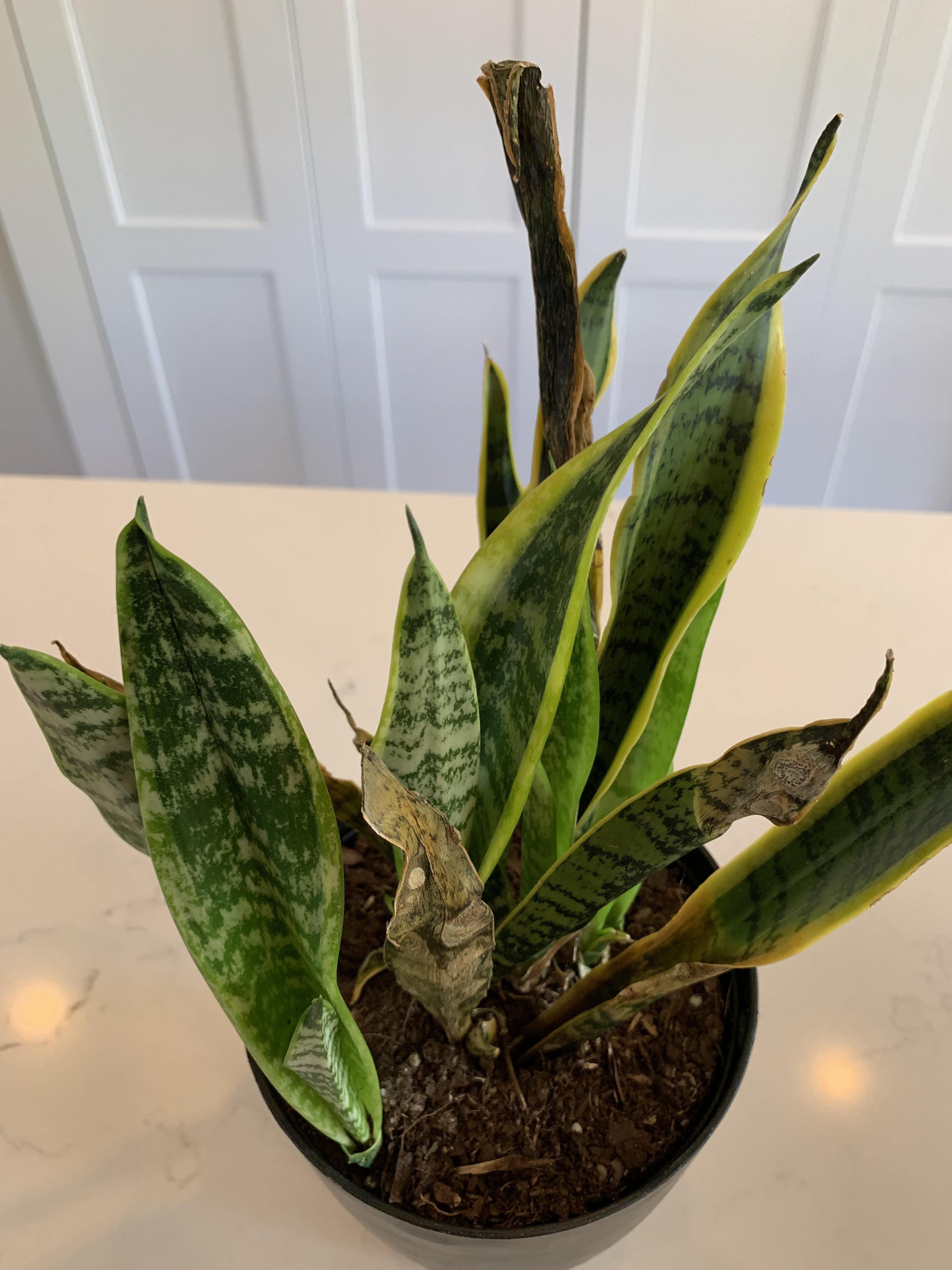 Frozen Snake Plant? Troubleshooting Guide + How to Prevent