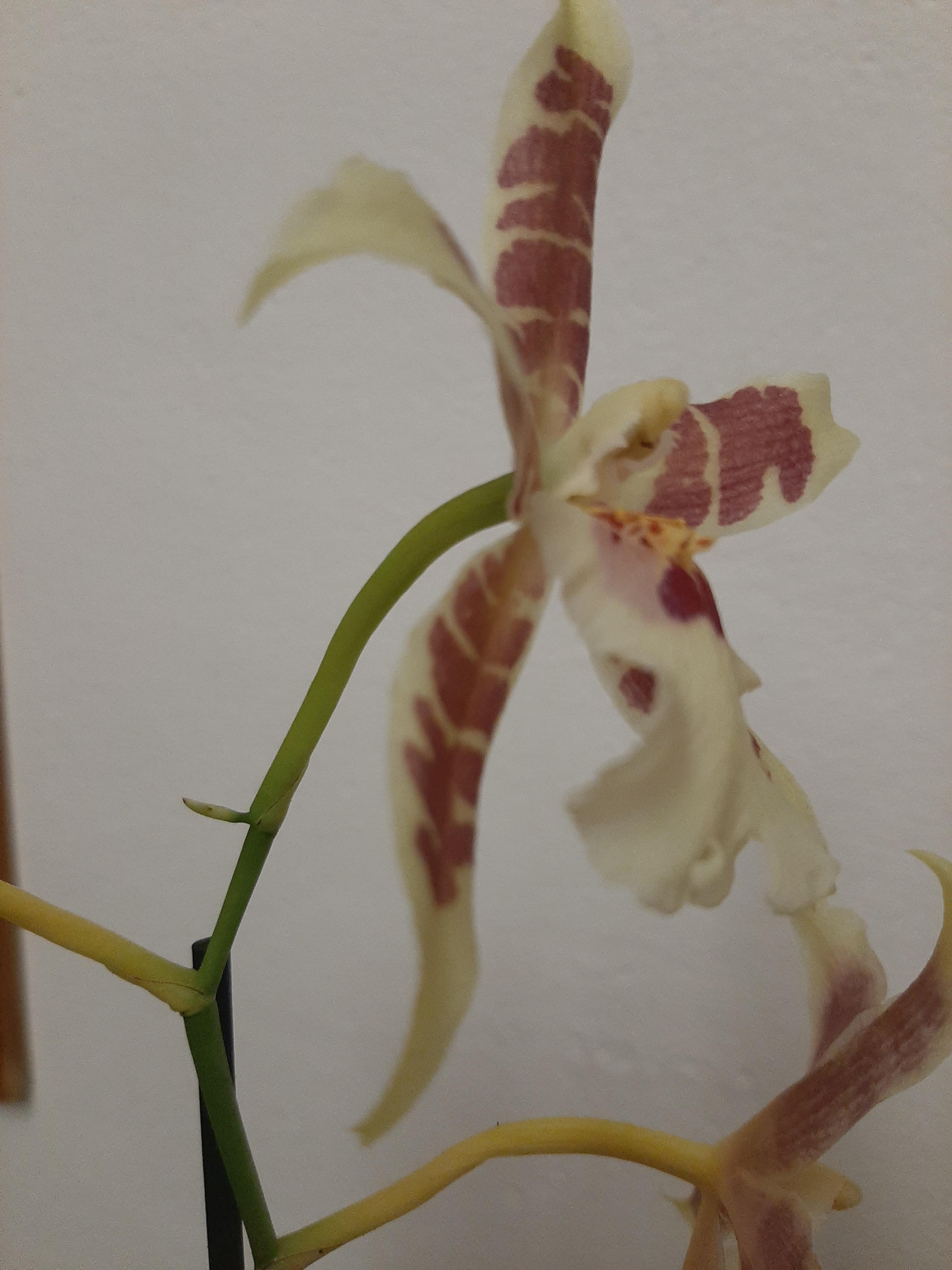 What is that tiny growth? I thought it might be a new bud, but it didn