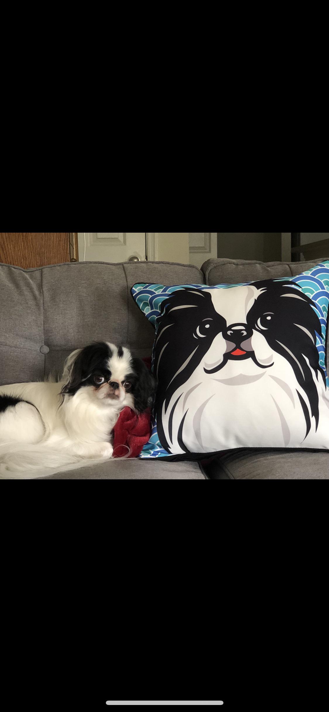 This is evie and her matching pillow r/JapaneseChin