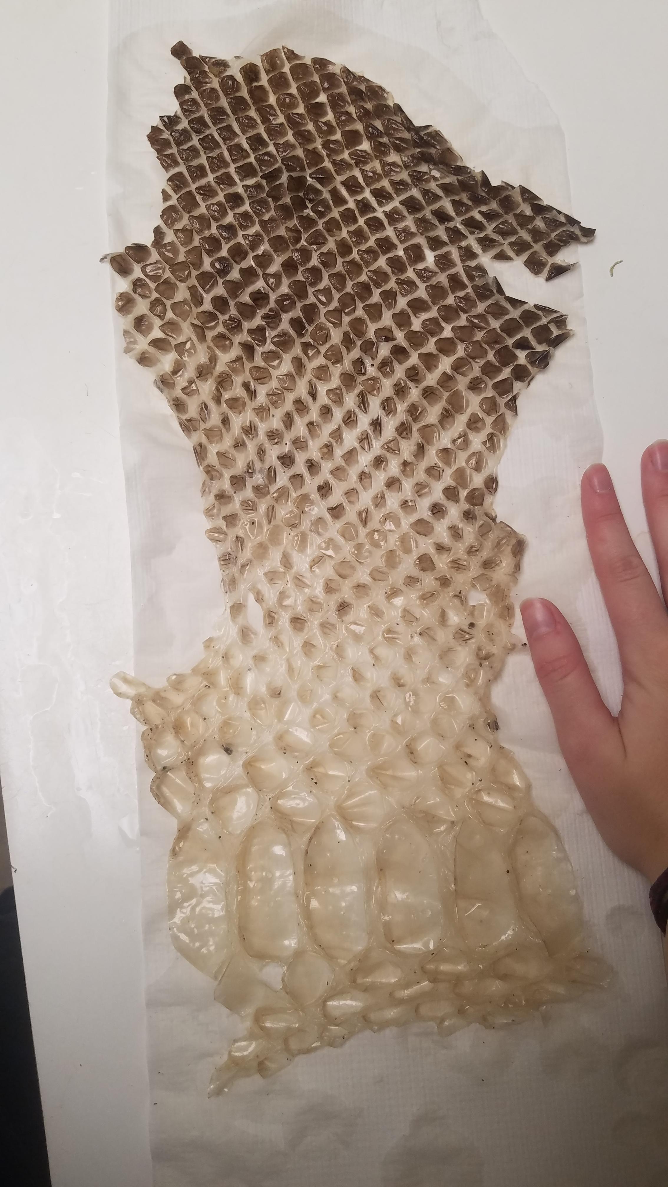 Part of a shed skin from a 15ft green anaconda. Double the length, and