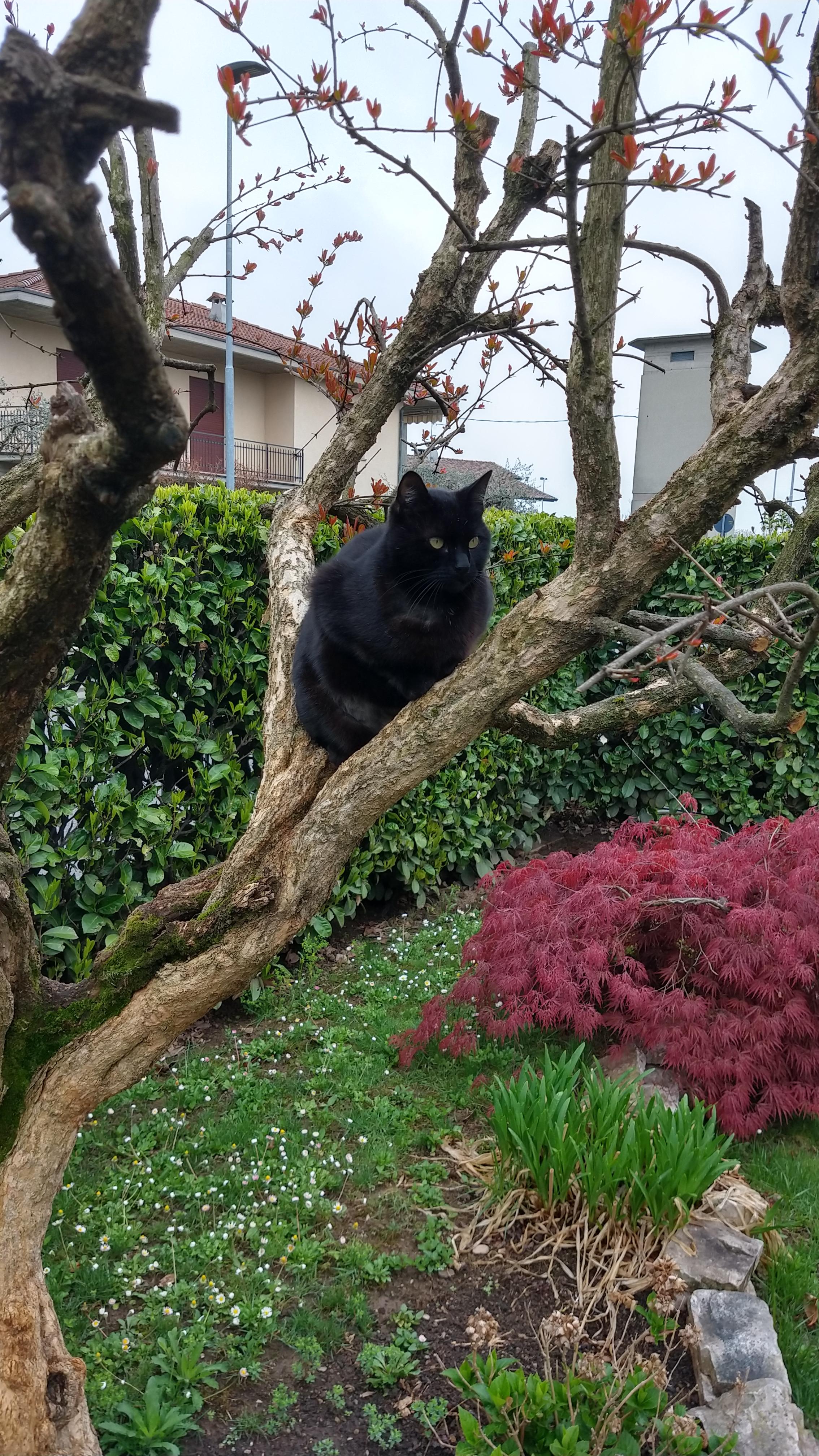Here in Italy cats grow on trees r/aww