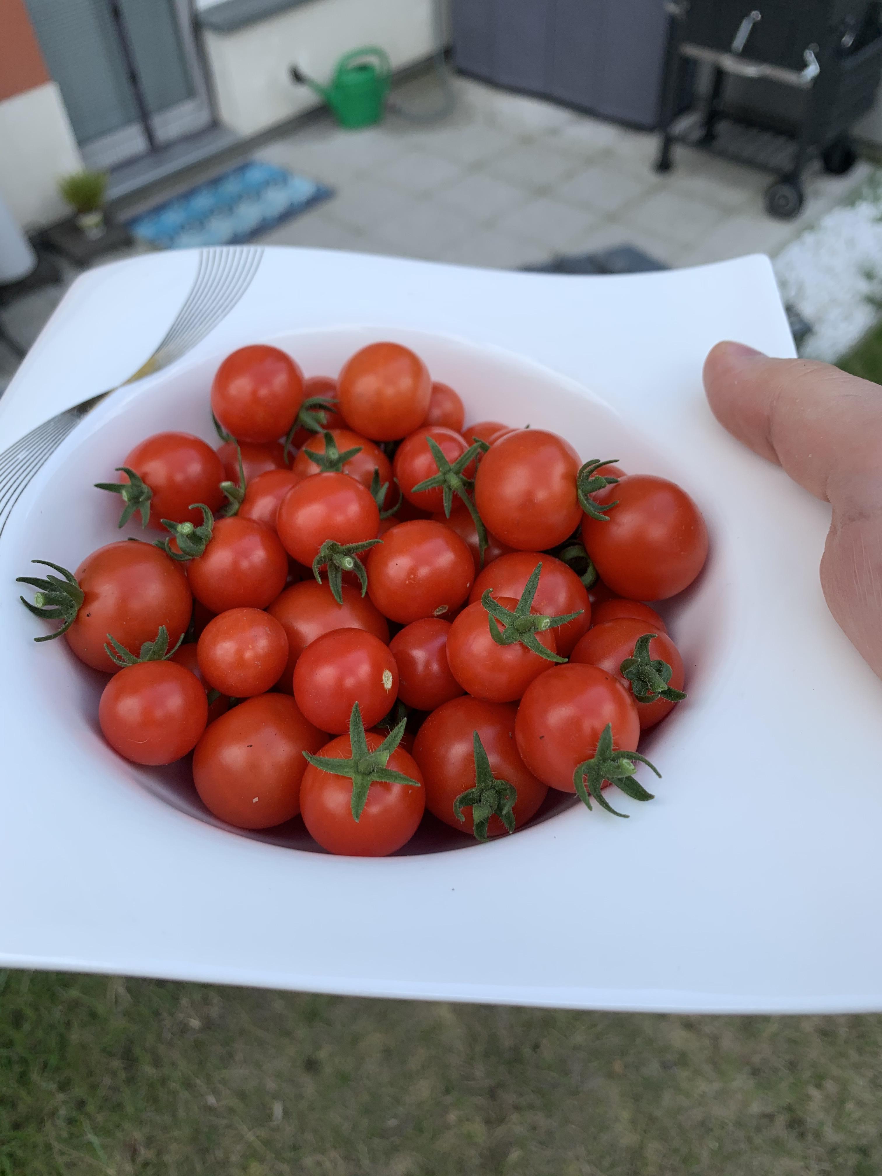 First cherry tomatoes batch. So happy r/gardening