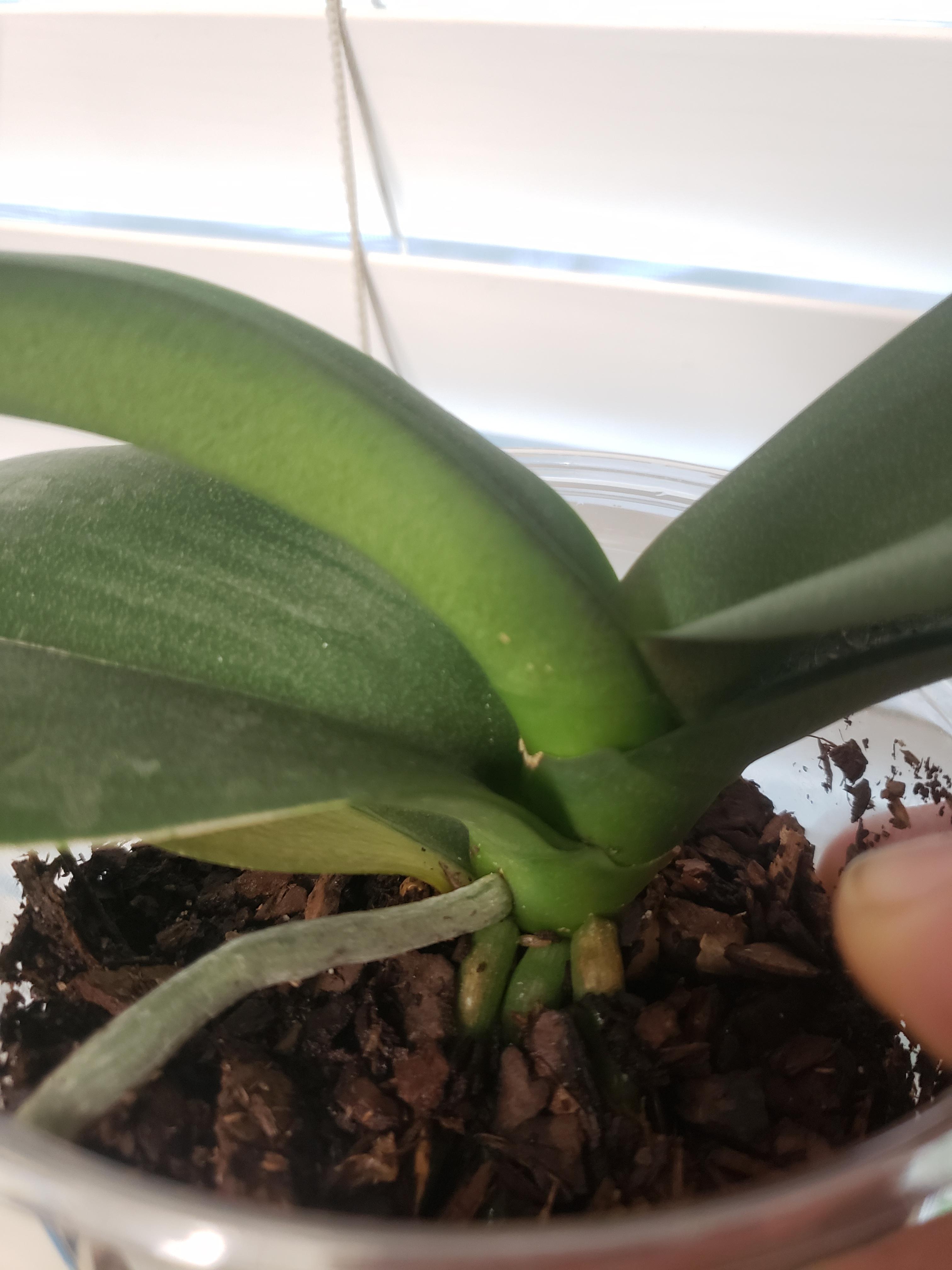 Repotted orchid now its losing a leaf and the roots are turning