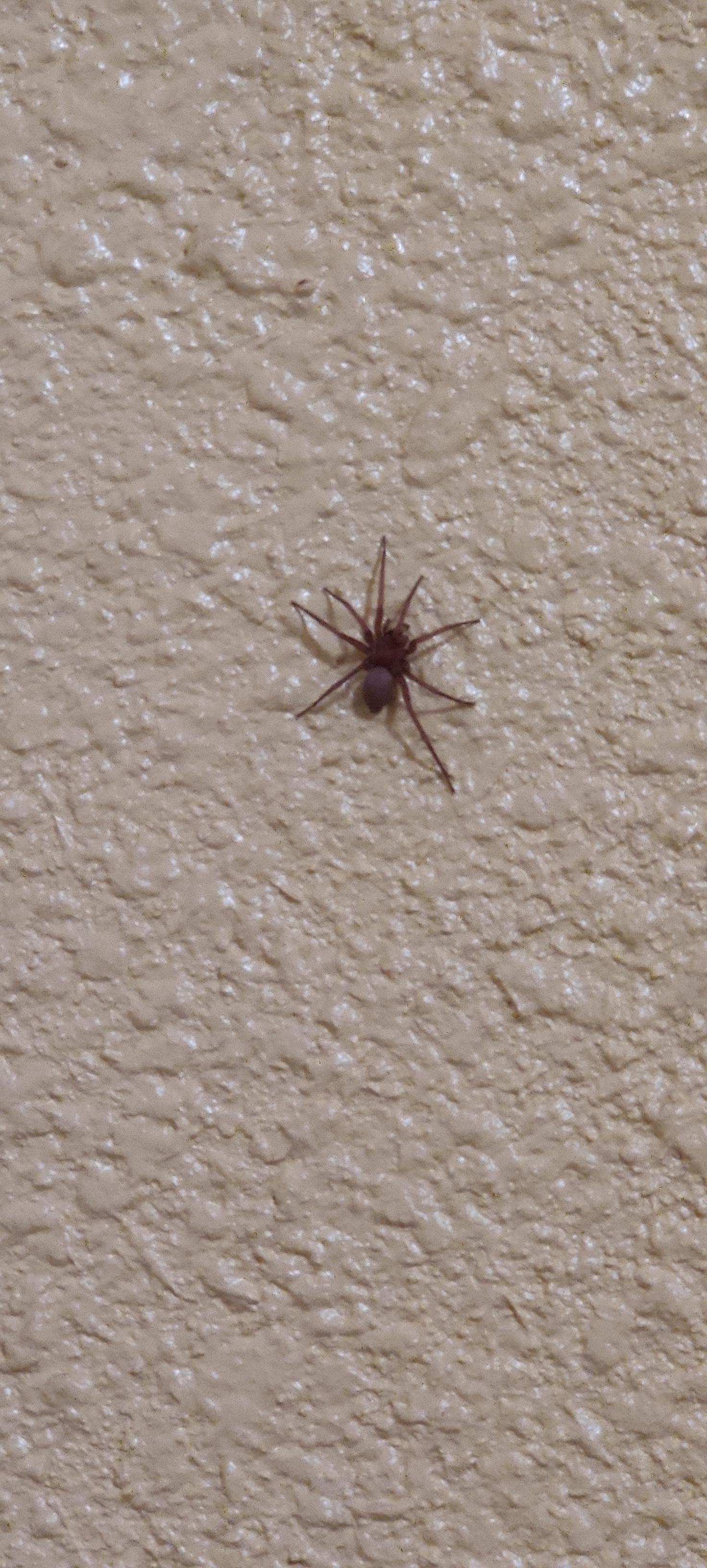 Is this a brown recluse? (Central California) r/spiders