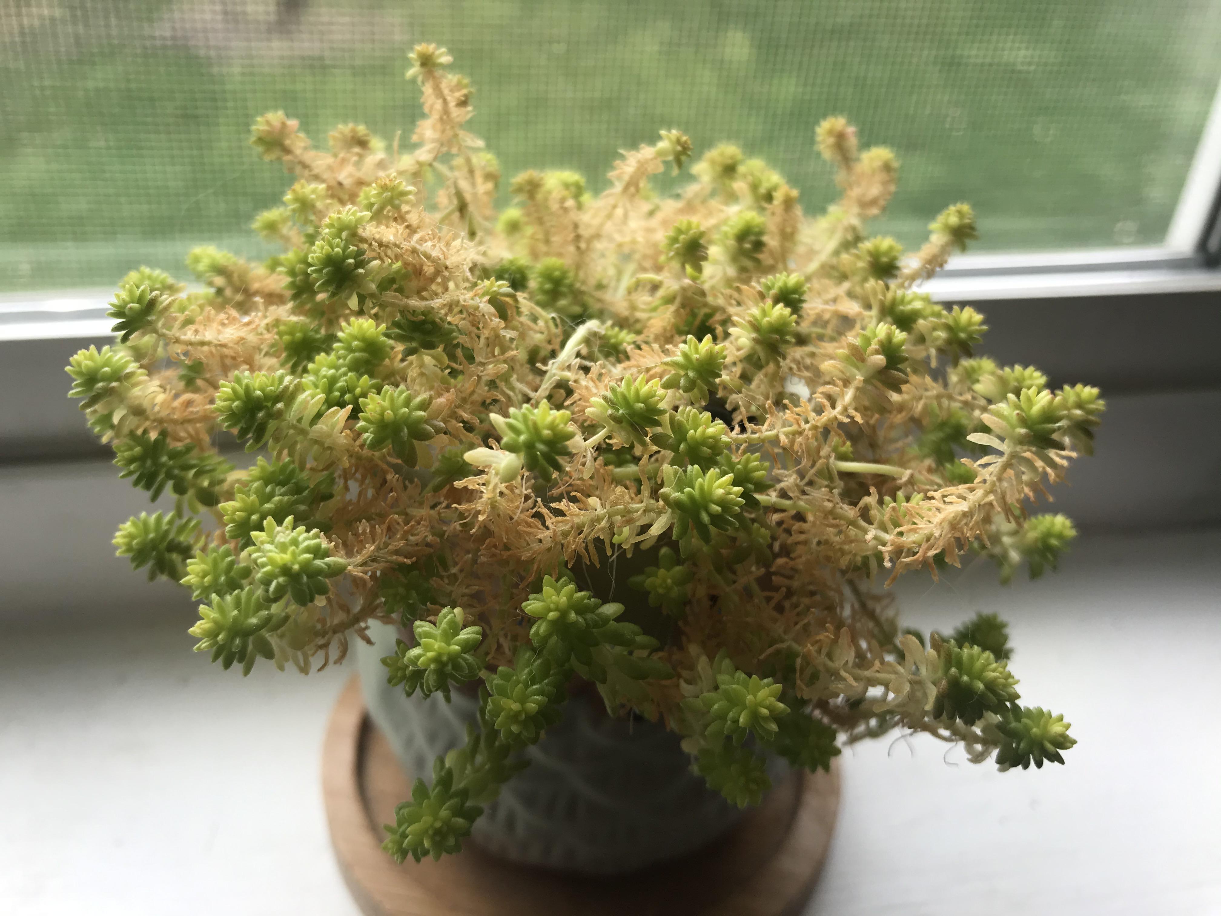 Is this what my gold moss is supposed to look like? Am I doing