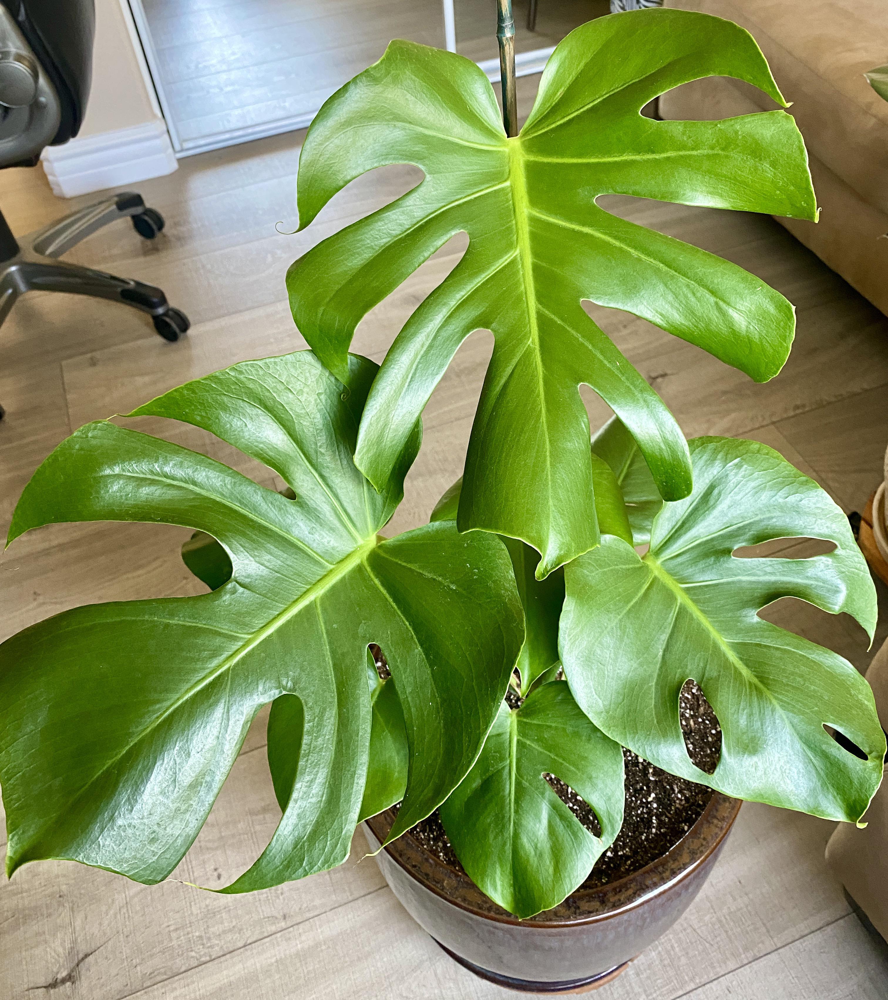 Monstera leaf tips curling down? r/gardening