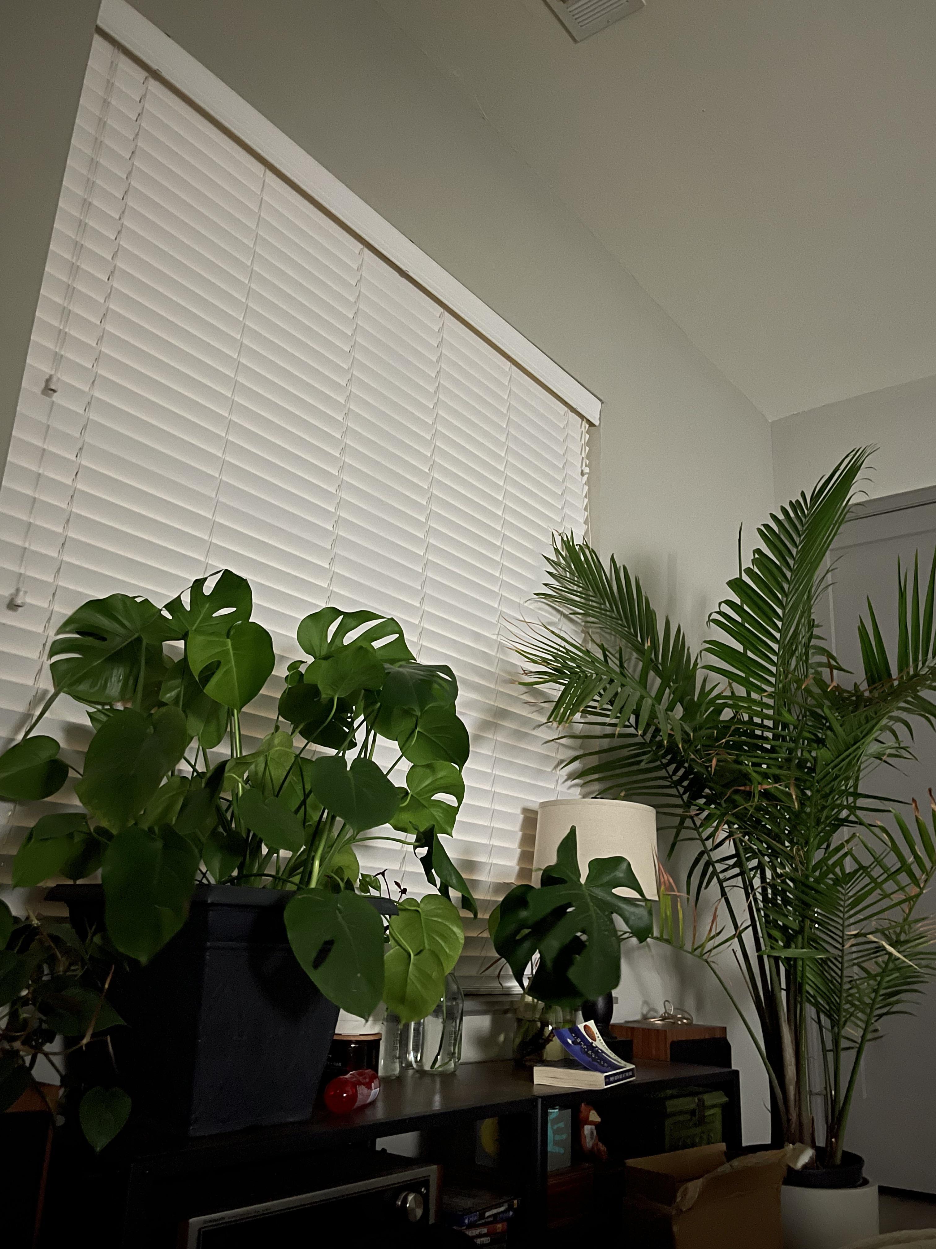 My boyfriend says we have too many plants in the bedroom?!?! 😡 😂 plants