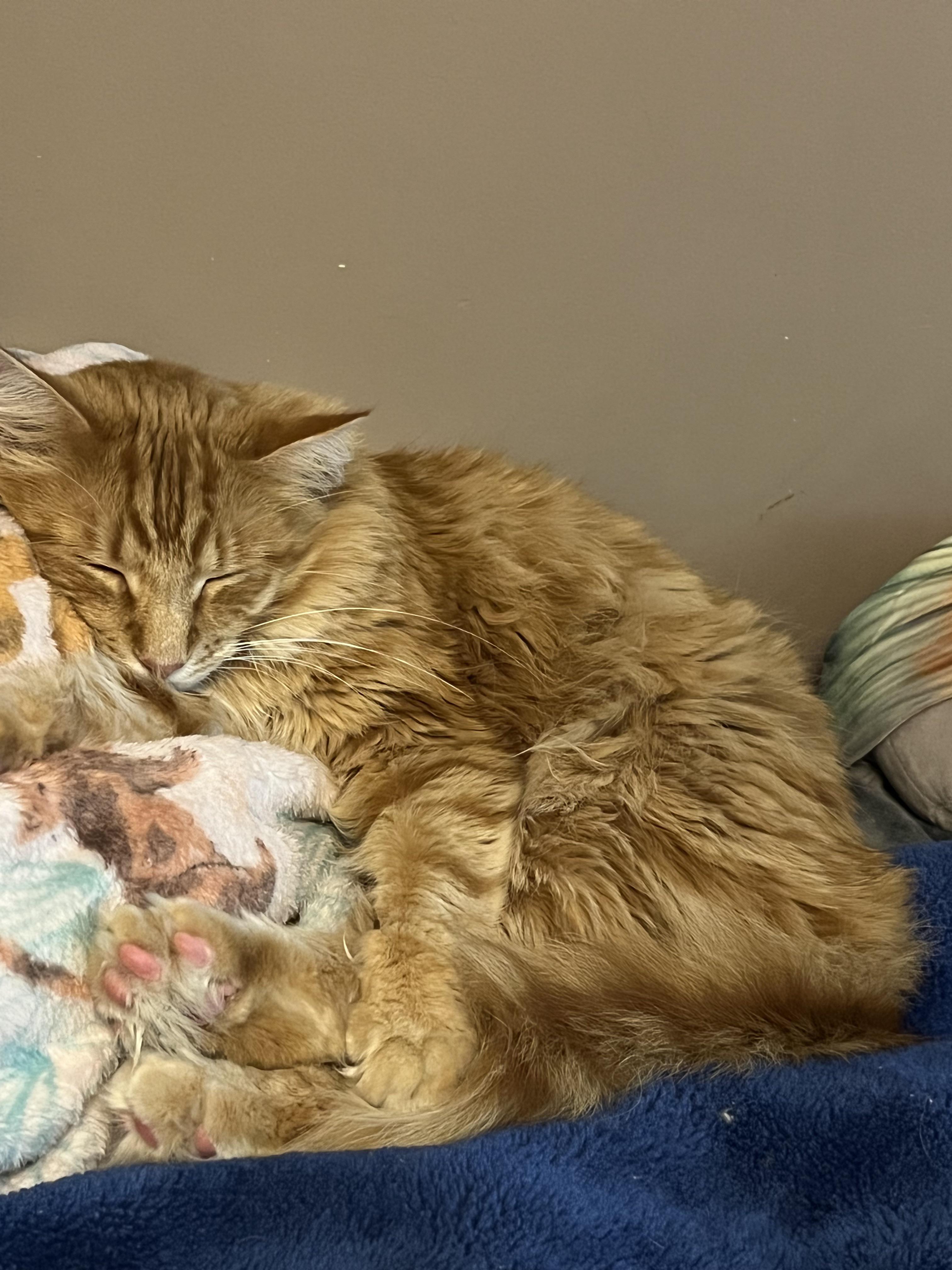 My cat is suffering from stones again and my mom who takes care of him