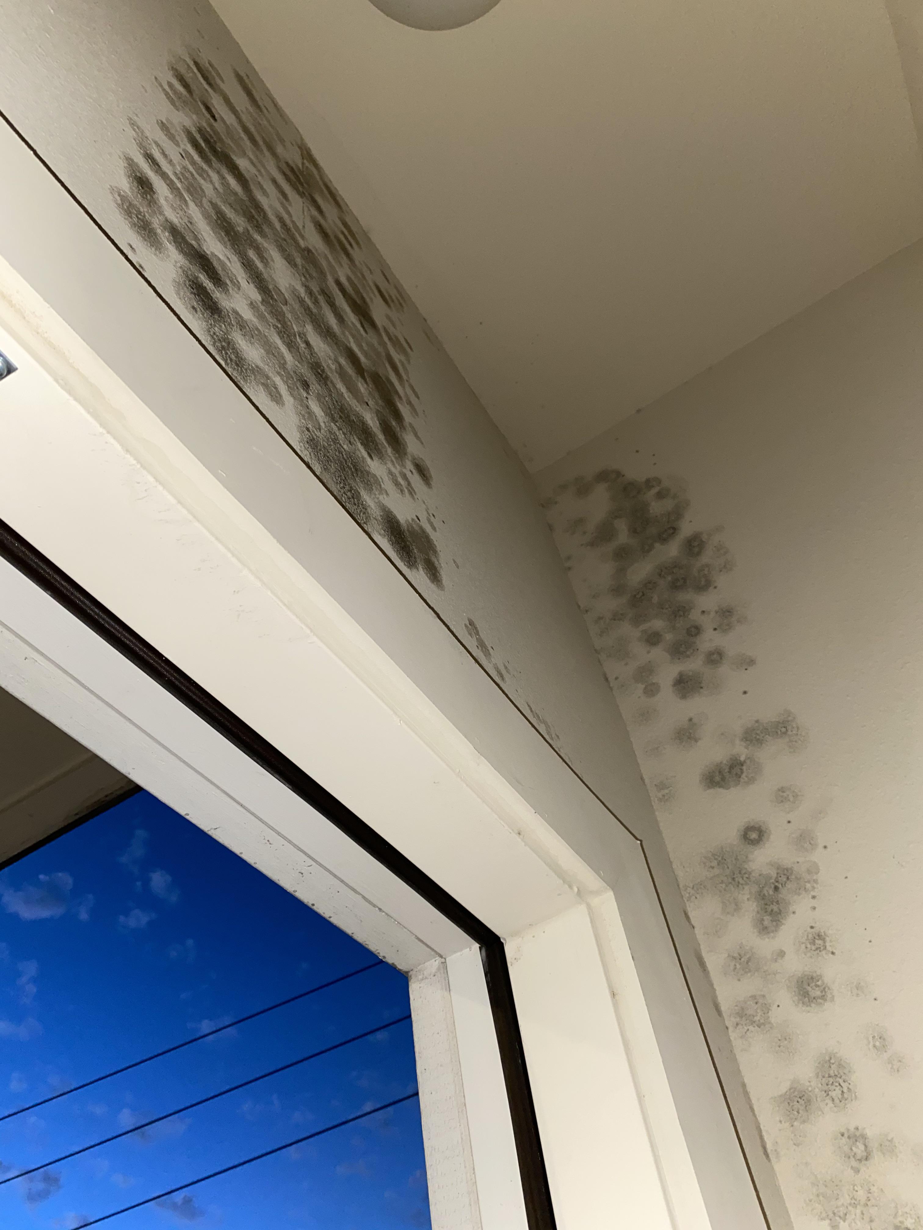 Does this look like mold? It was growing on the wall awhile back