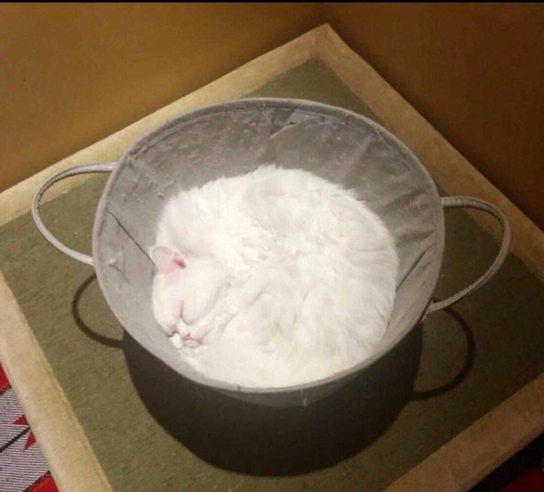 Cat that looks like flour in a basket r/Perfectfit