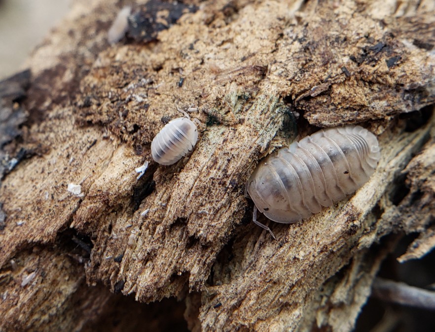 Cubaris sp. "White pigeon" and offspring. r/isopods