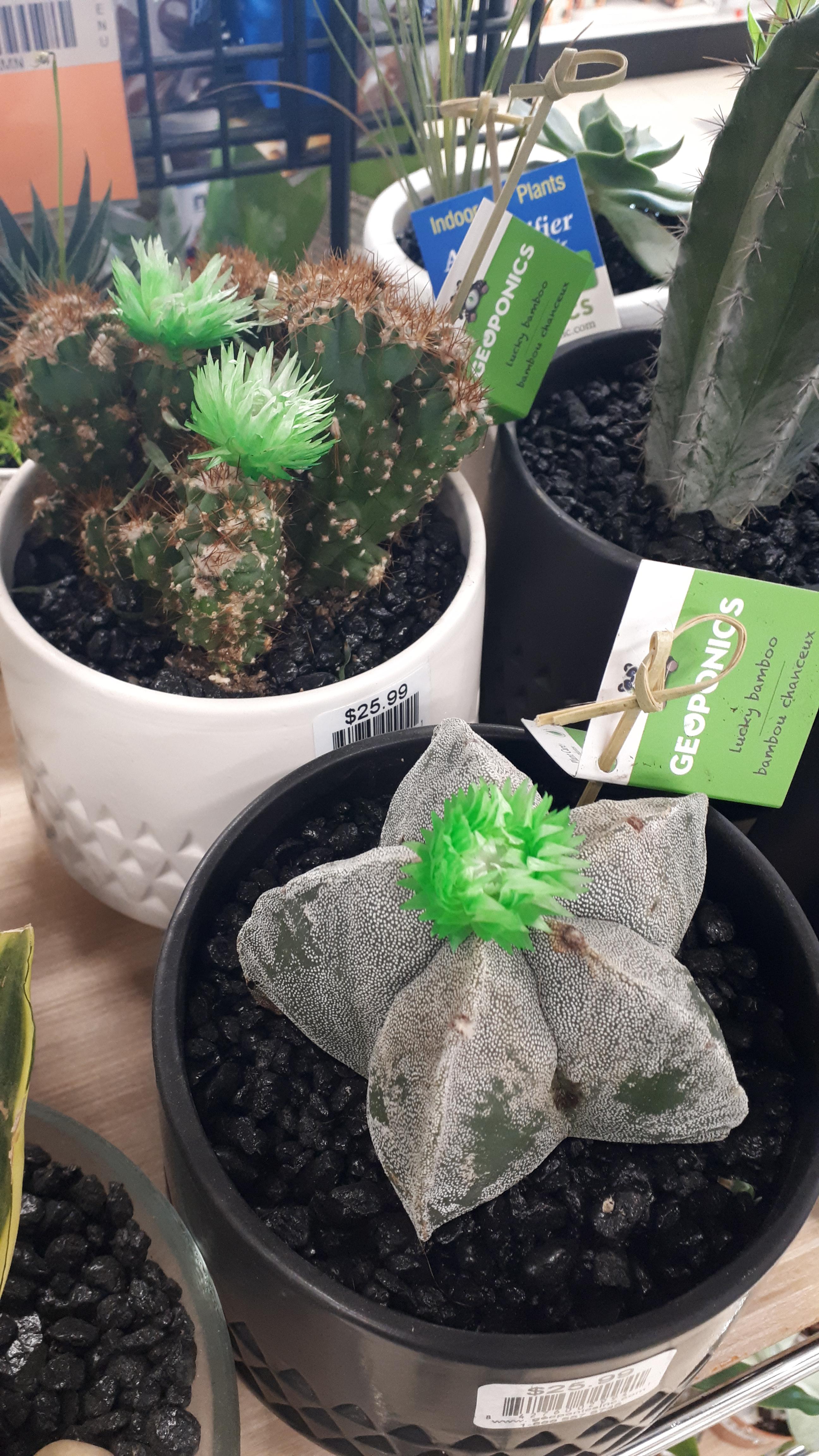 My local Canadian Tire was selling these. Paper flowers and all... r