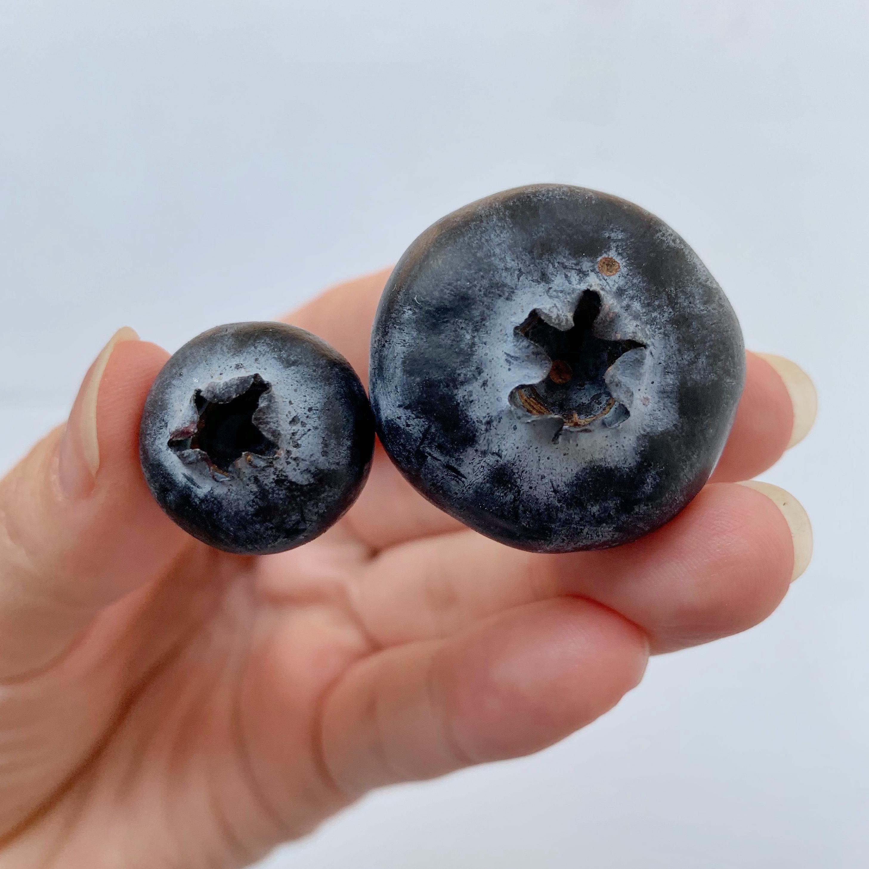 This giant blueberry I ate today r/mildlyinteresting