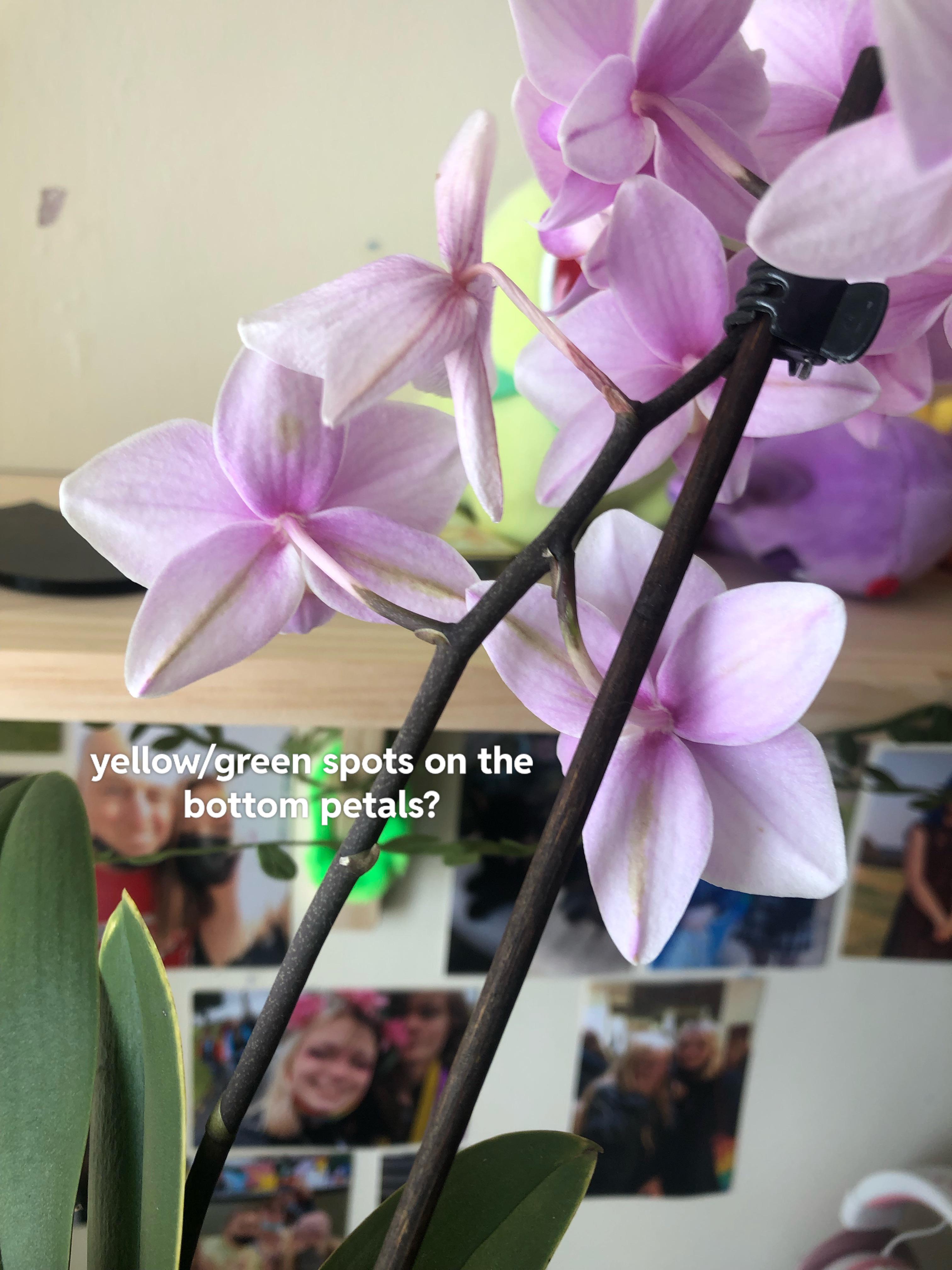 is there something wrong with my orchid? r/gardening