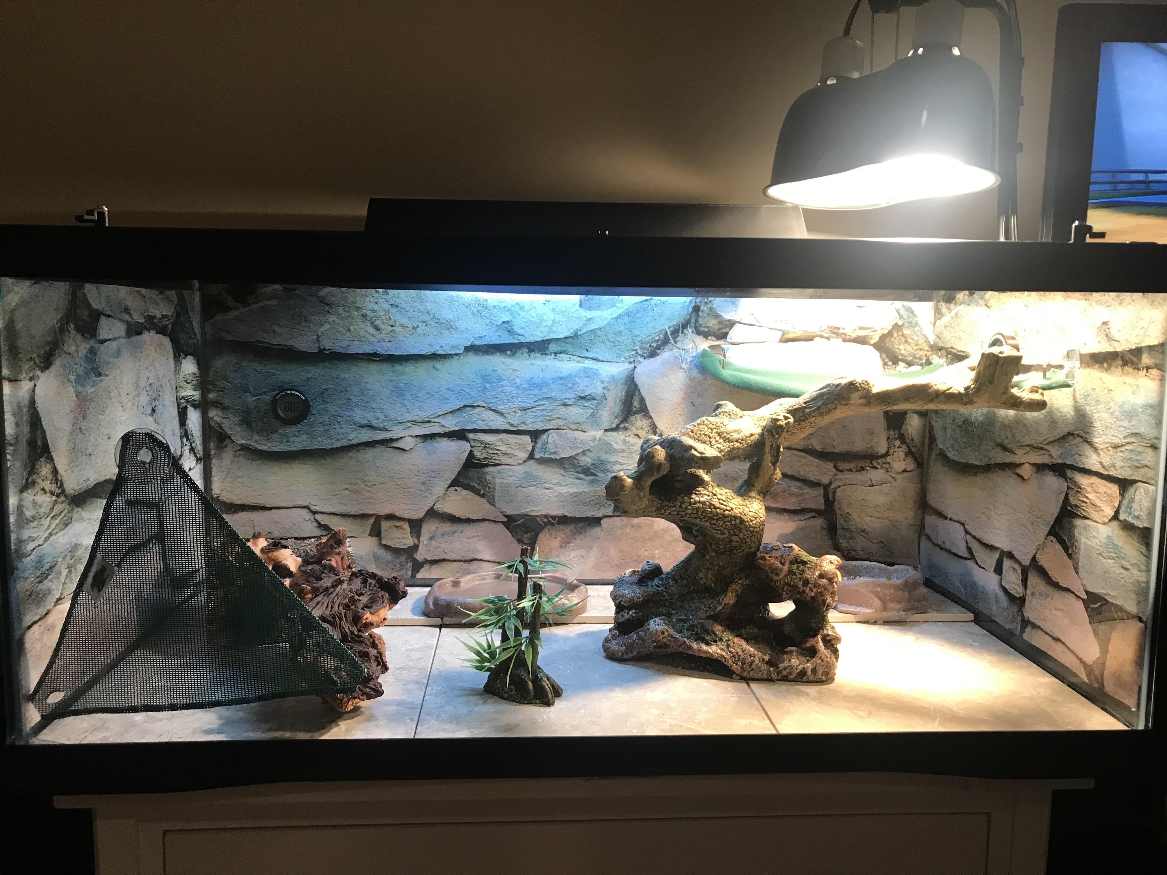 New 40 gallon tank done! Basking site is 100105 degrees, cool side is