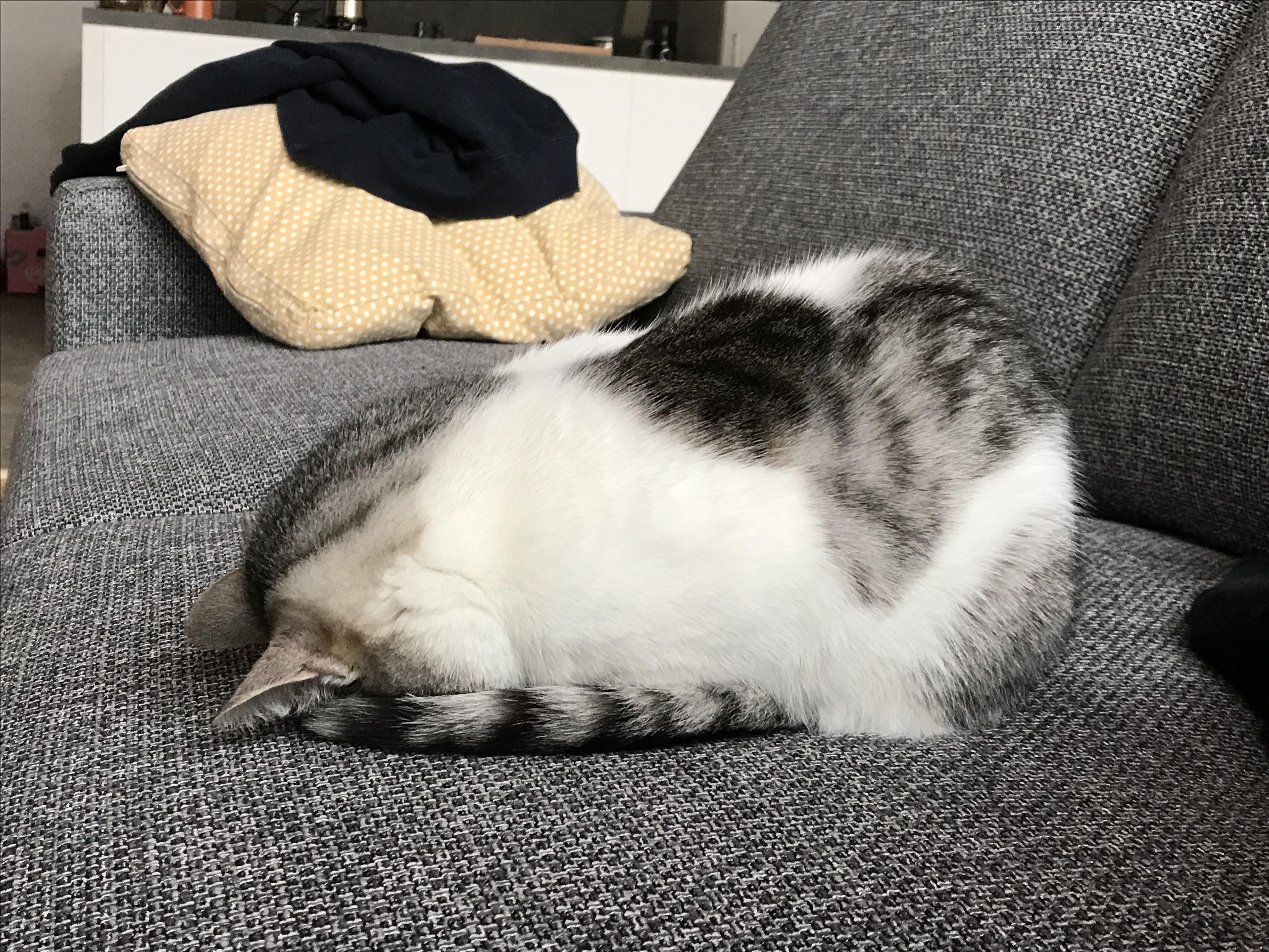 Her comfy position r/catfaceplant