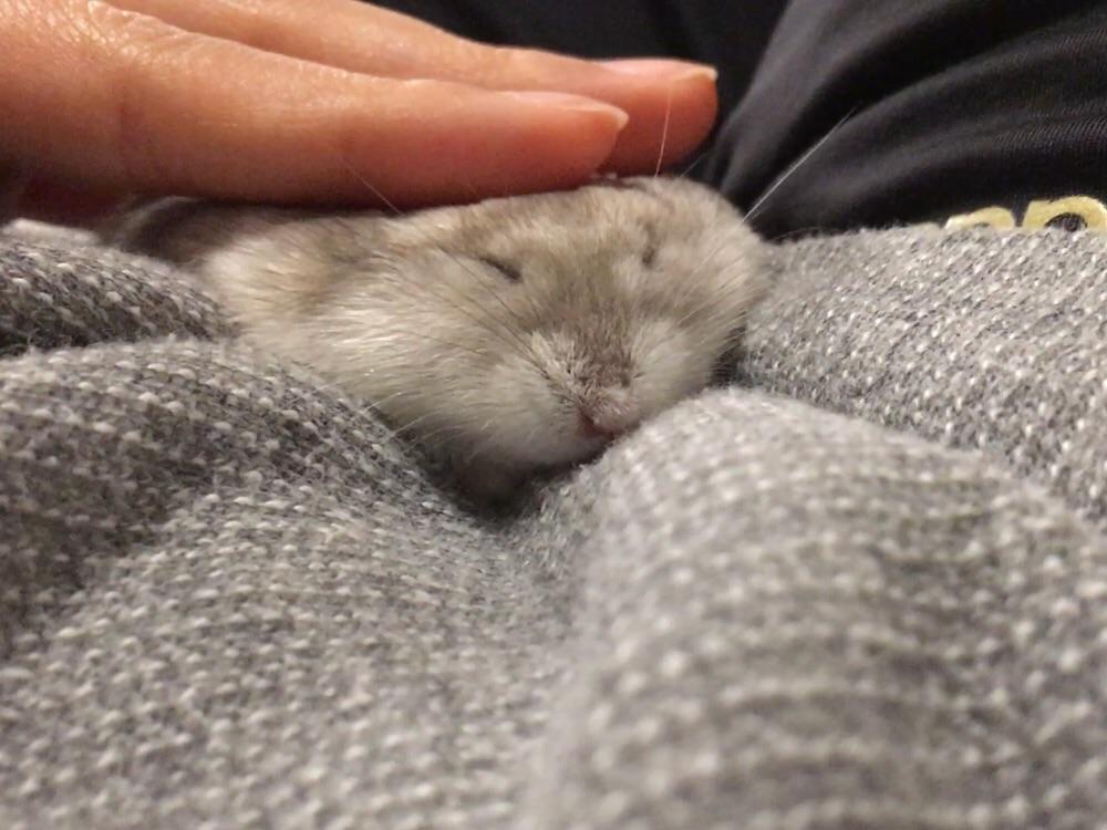 The sleeping flat ham r/hamsters
