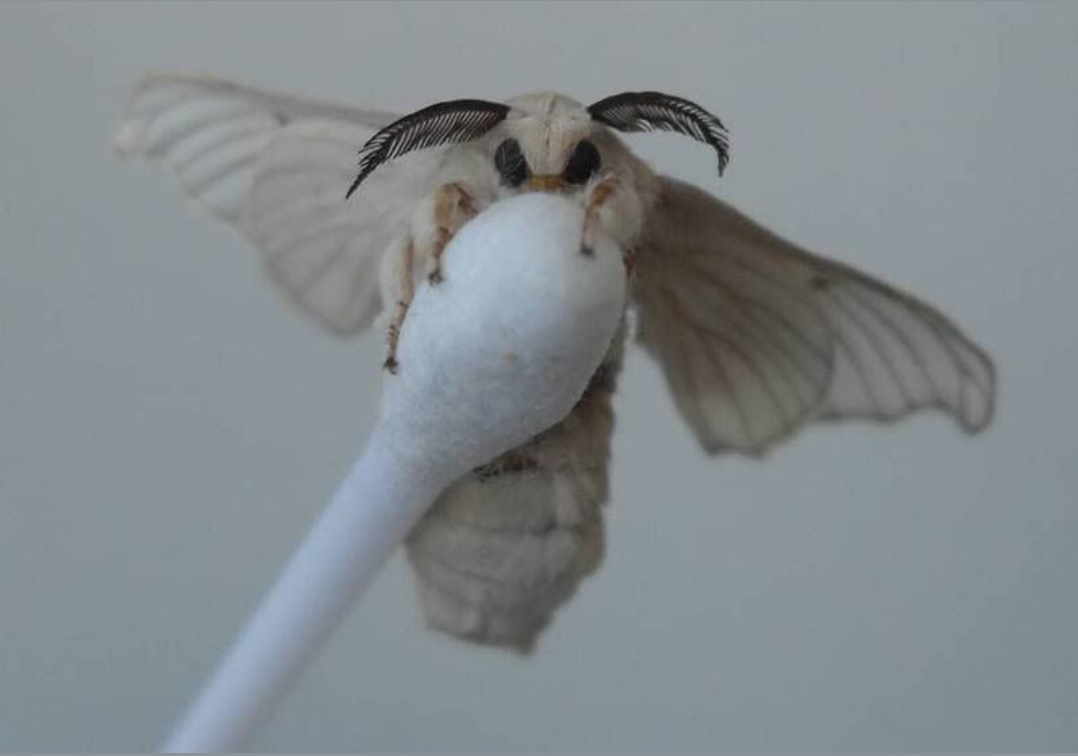 The "Venezuelan Poodle Moth", or the closest semblance to a real life