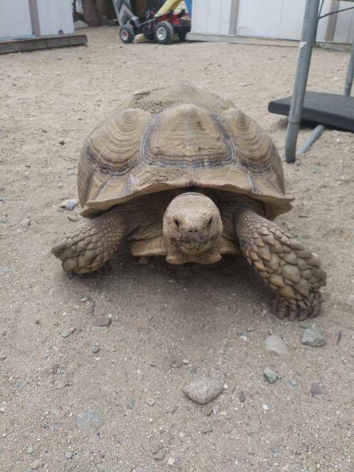 Hank the Tank, I’m still new to Reddit please excuse the multiple posts