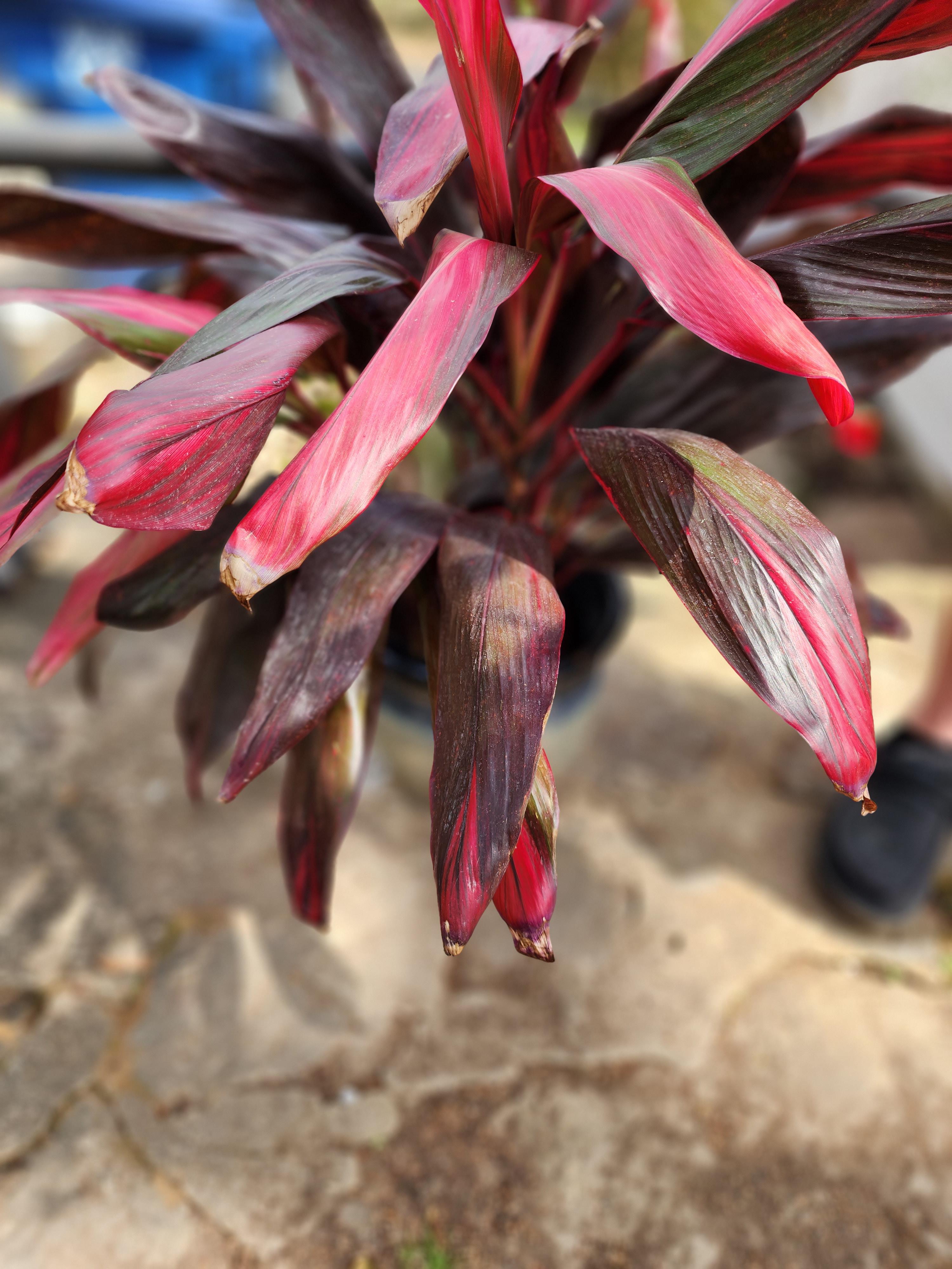 Ti plant turning brown r/houseplants