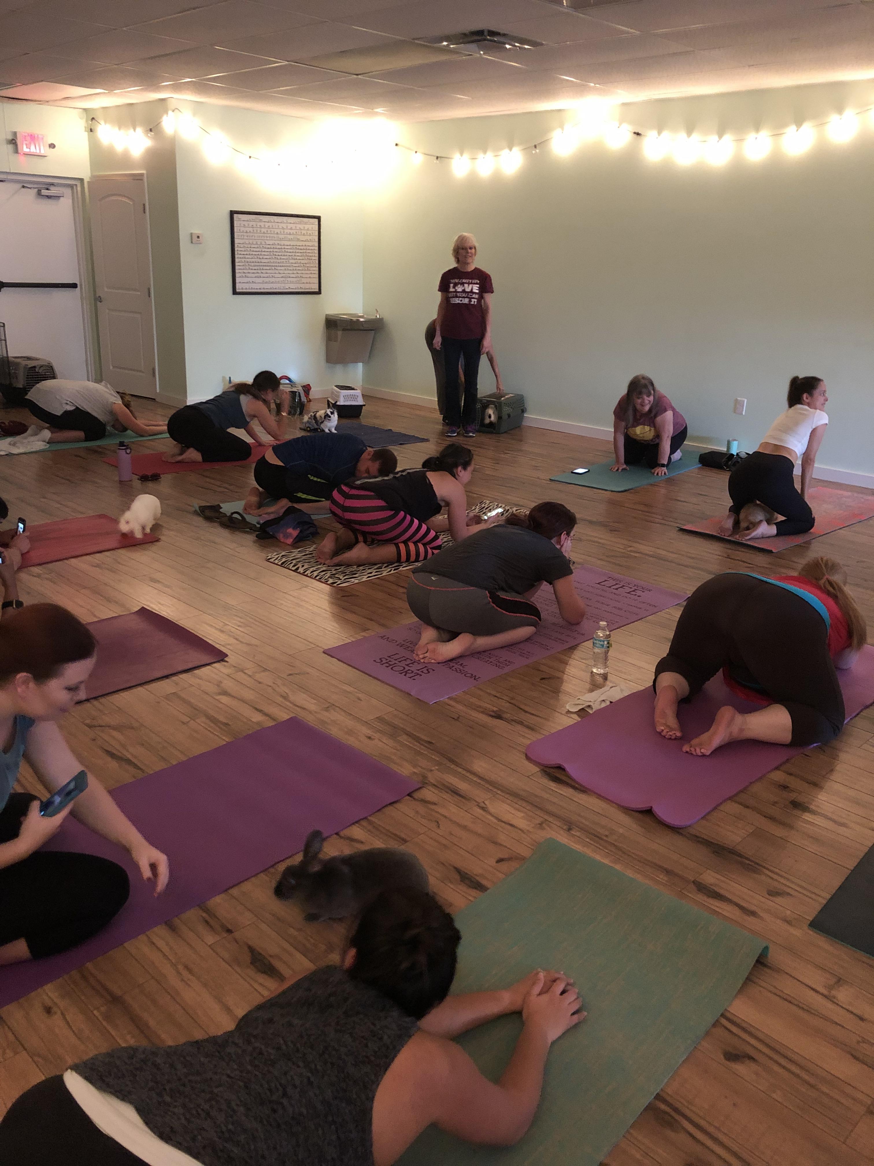 Another successful Bunny Yoga! ) r/Rabbits