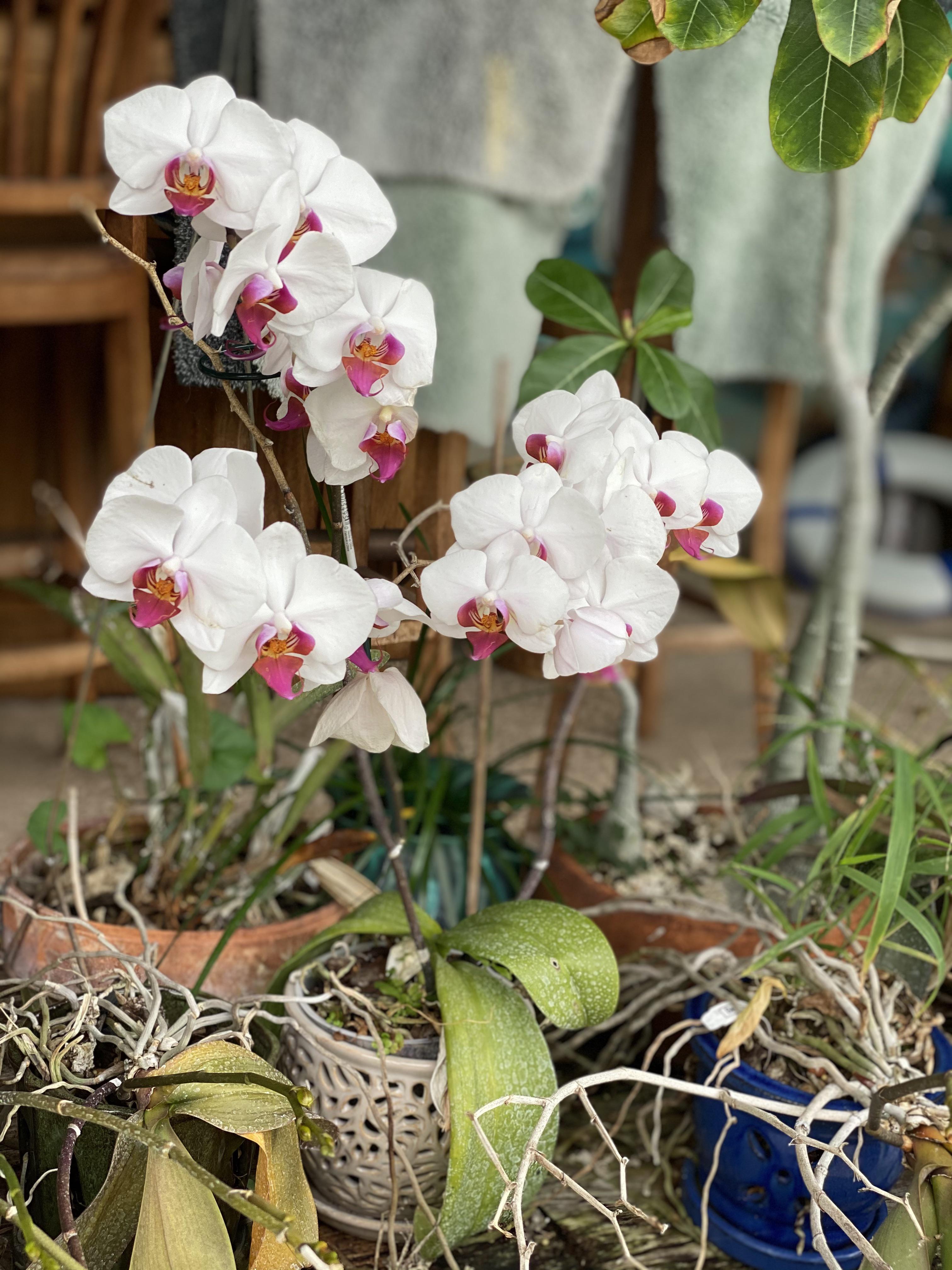 Orchids in bloom r/plants
