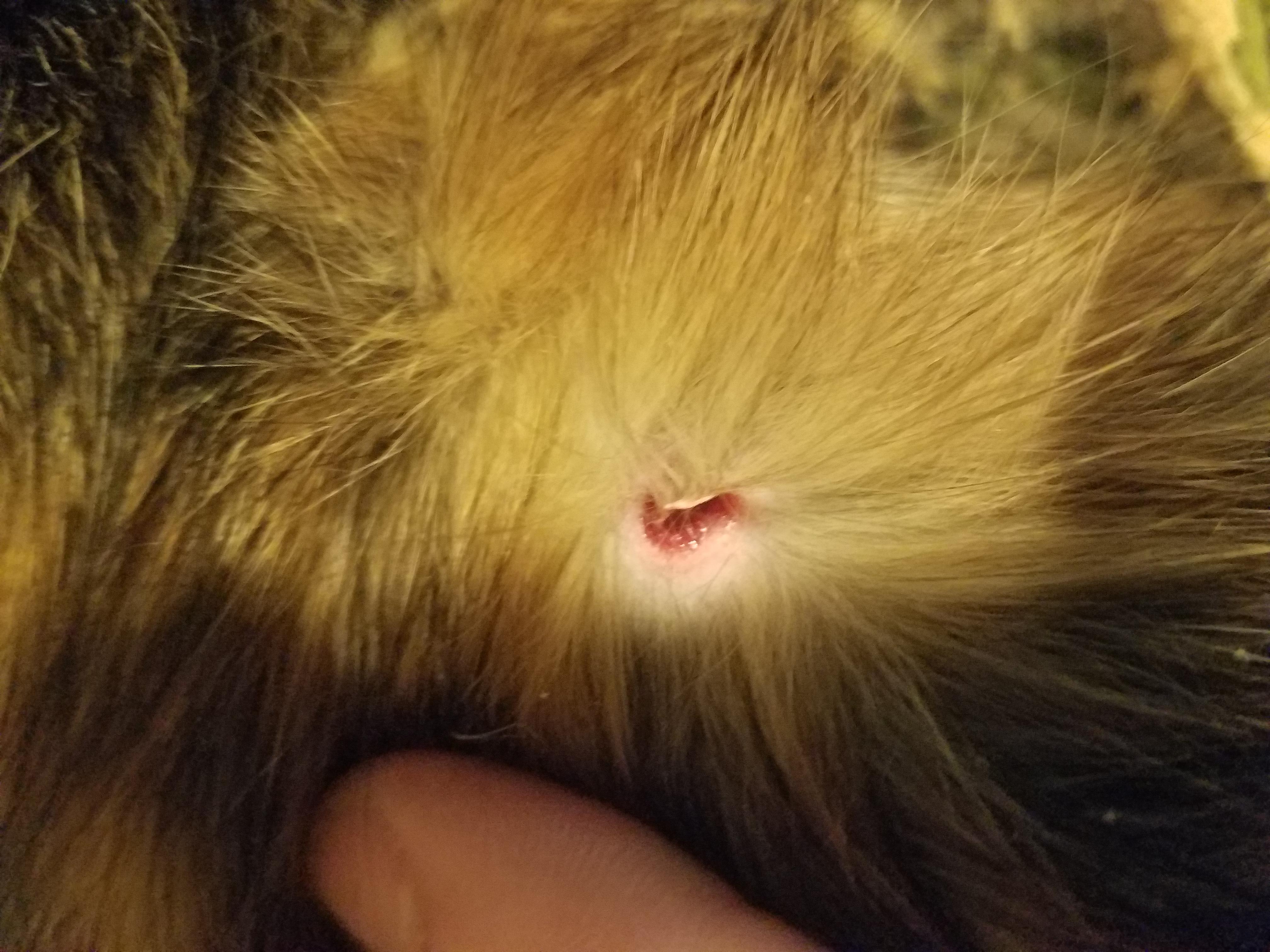 Weird scab on cats back, cause for alarm? r/Pets