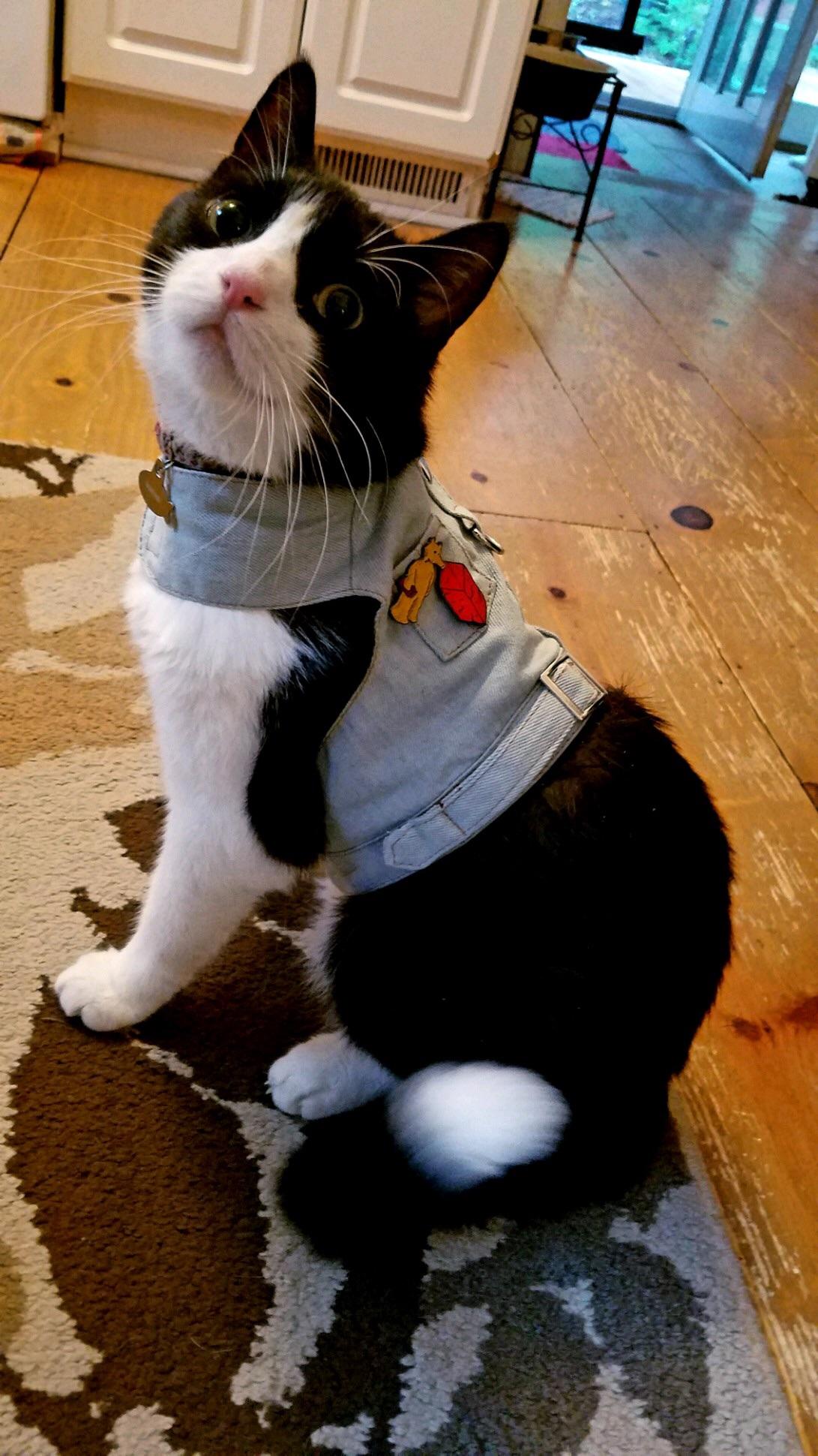 My girlfriend’s cat Baxter looking dapper in his retro white denim vest