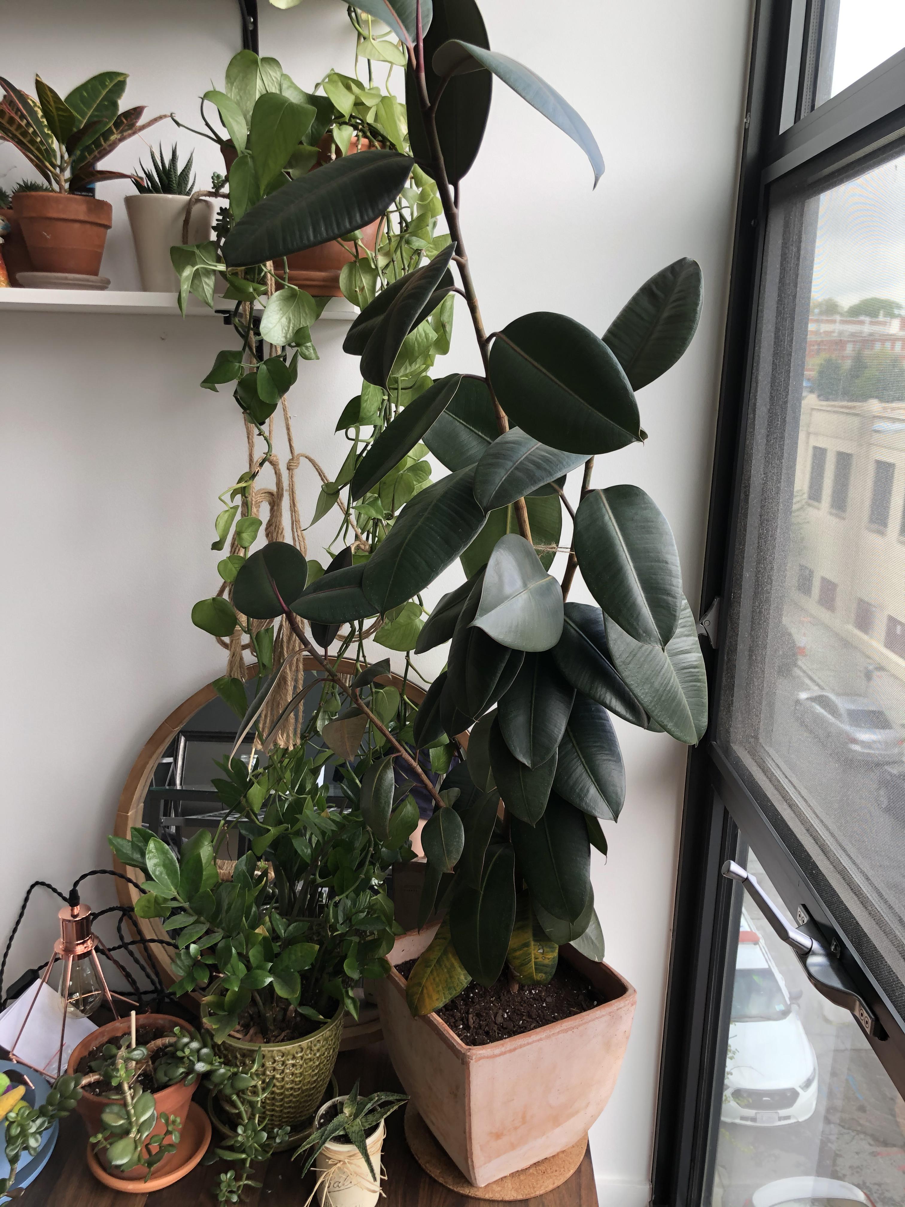 Crazy healthy, perky rubber tree began to wilt, I repotted it