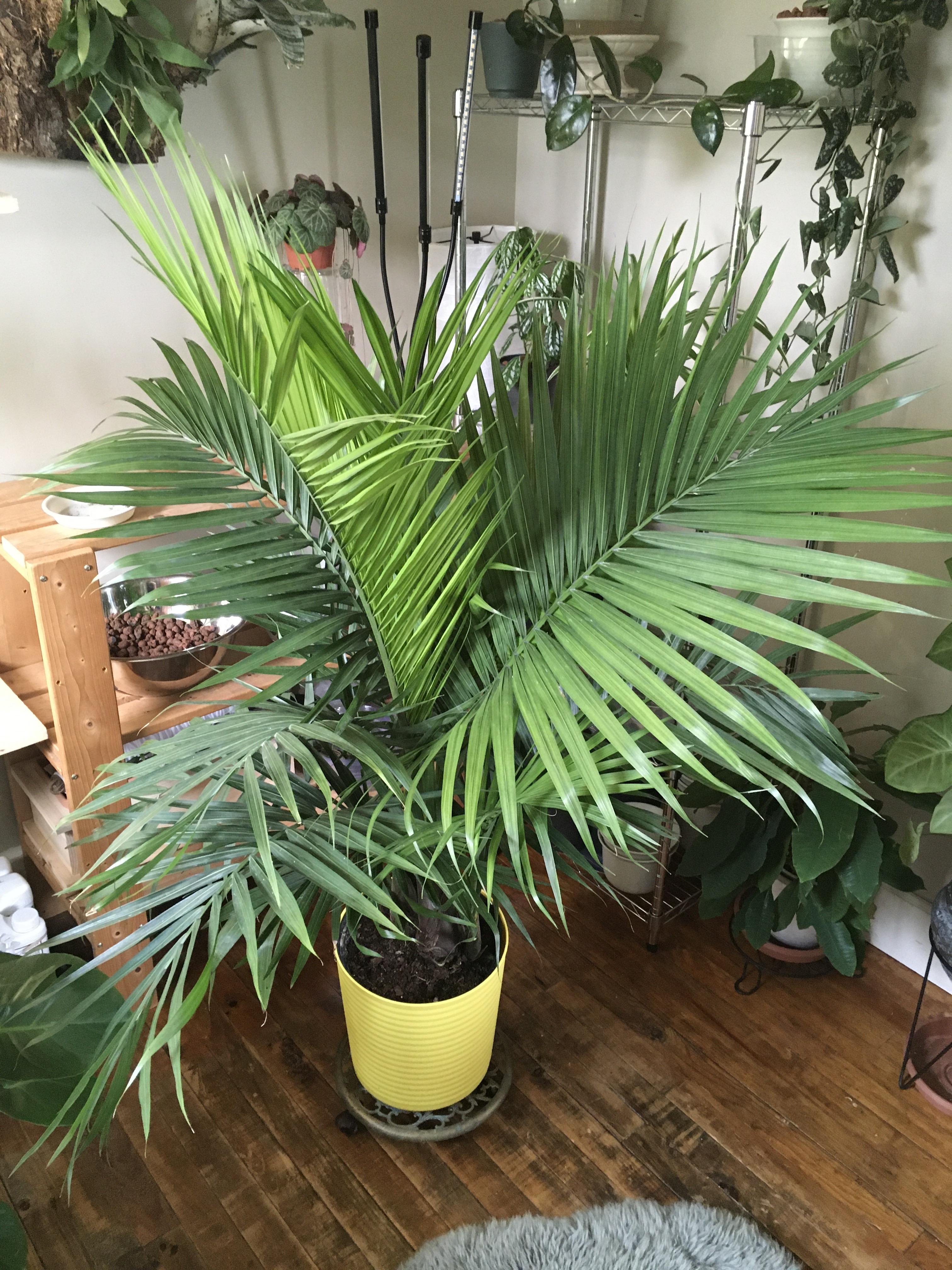 What type of palm is this? Any care would also be helpful! I grabbed it