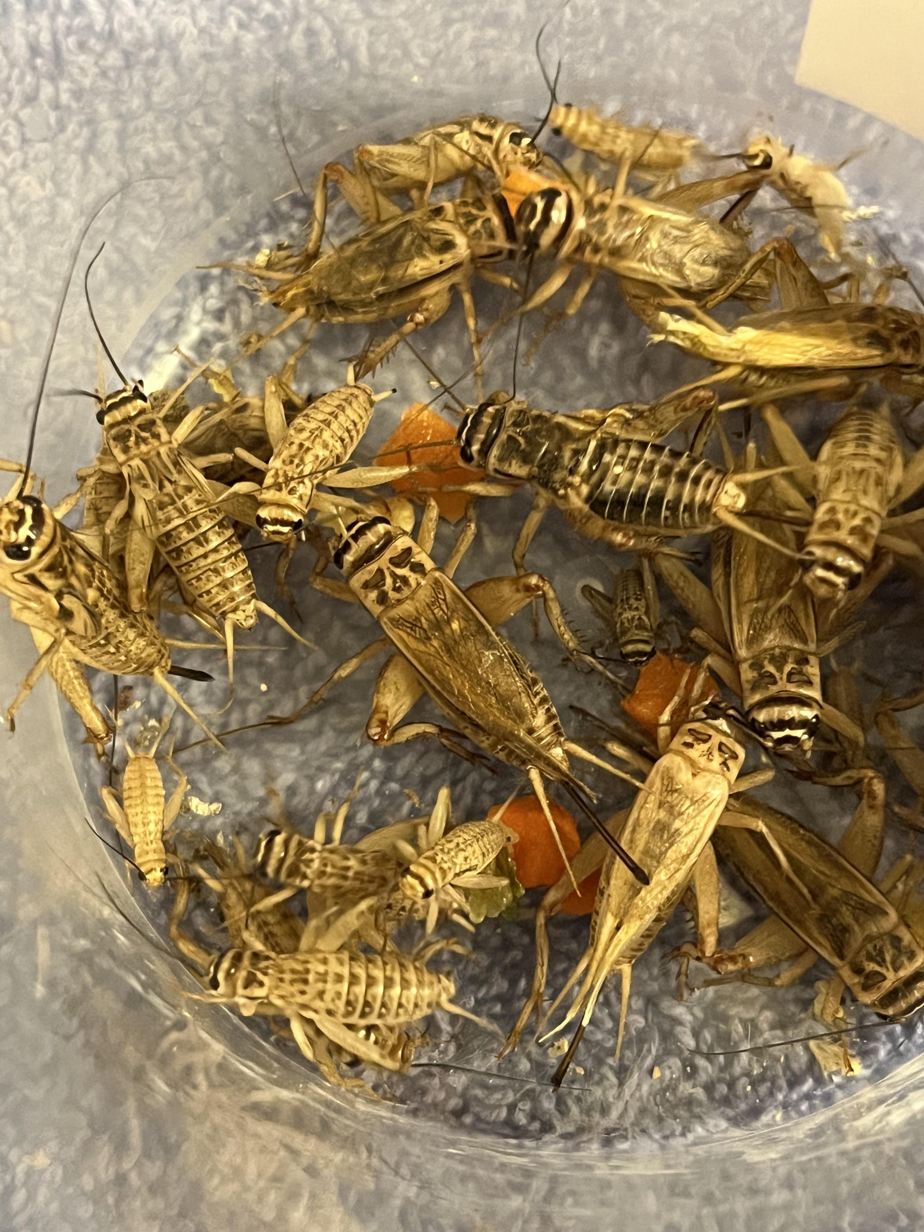 Anyone else gut load their crickets for the animals ? r/petsmart