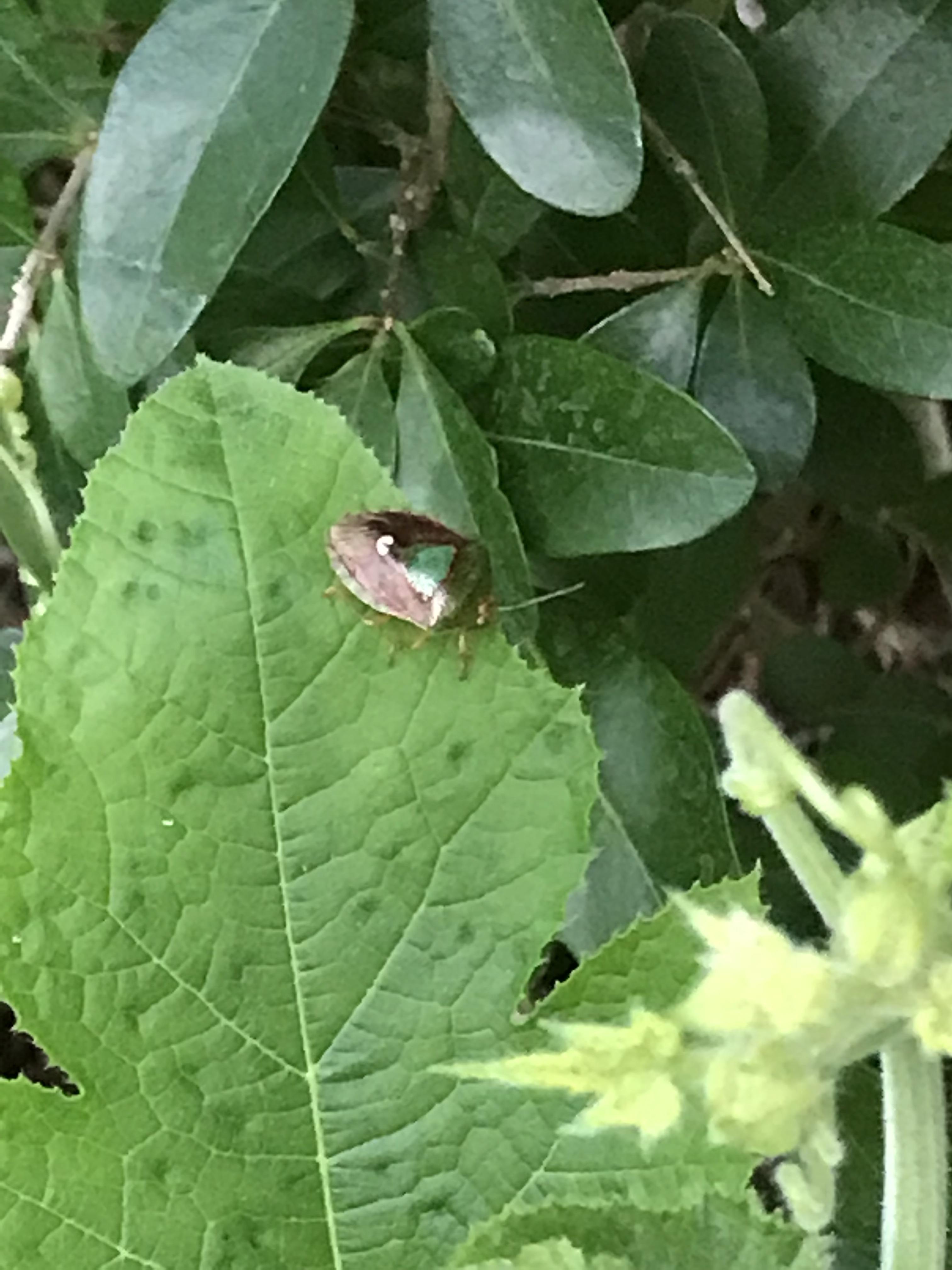 Creative Bugs On Pumpkin Leaves Ideas