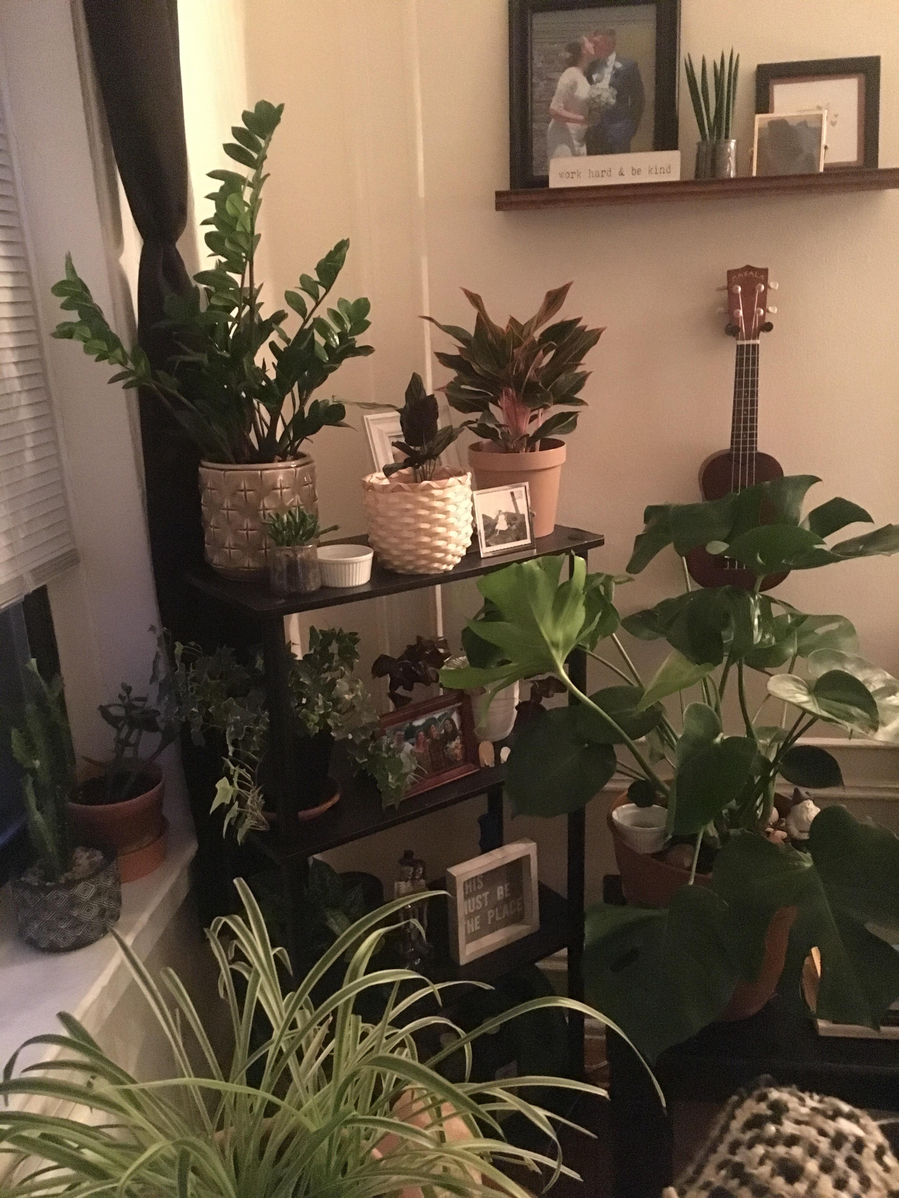 How To Get Rid Of Gnats In Plants Reddit TOKHOW