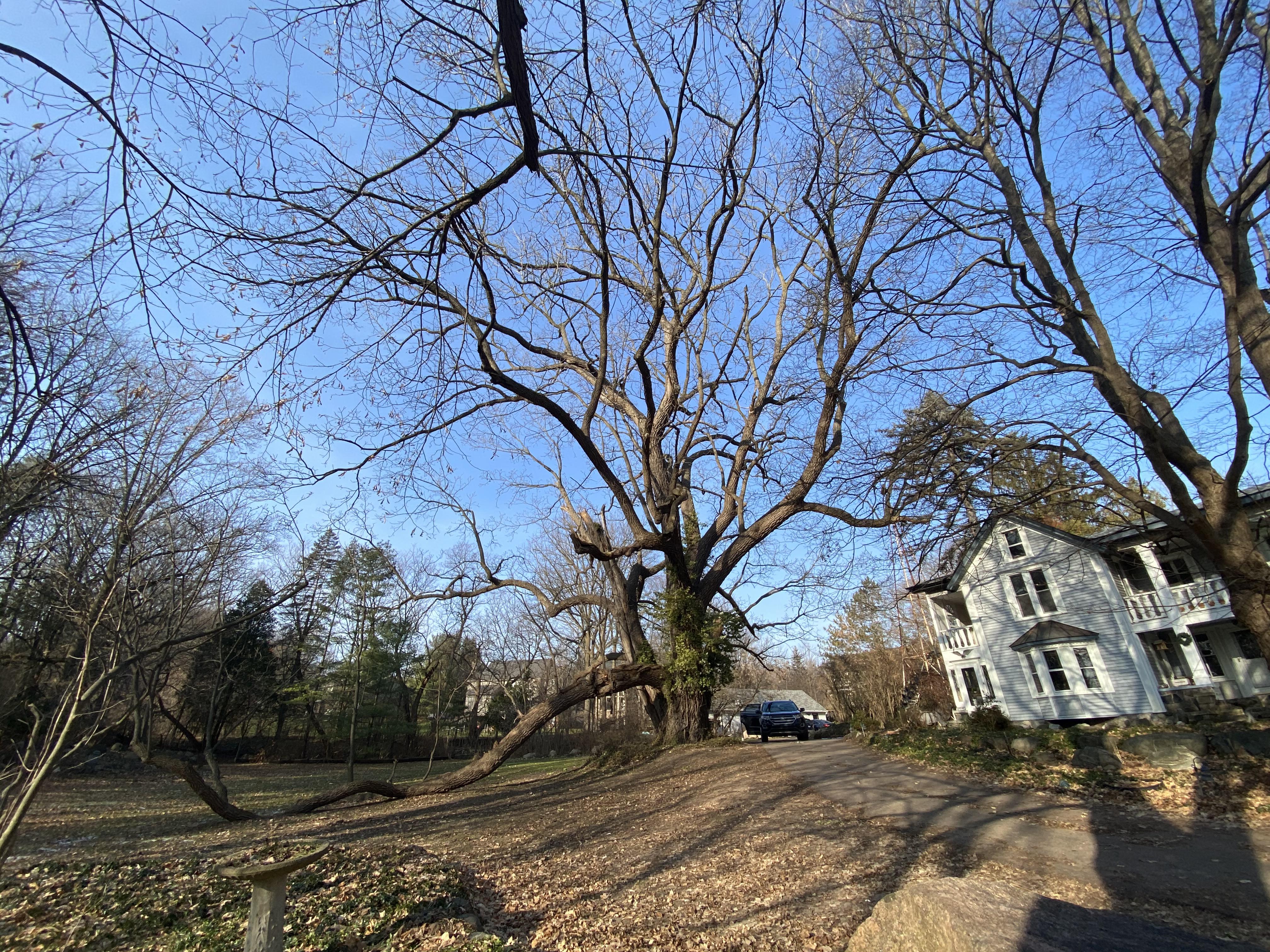 My friends own the oldest black walnut tree in the state of Michigan