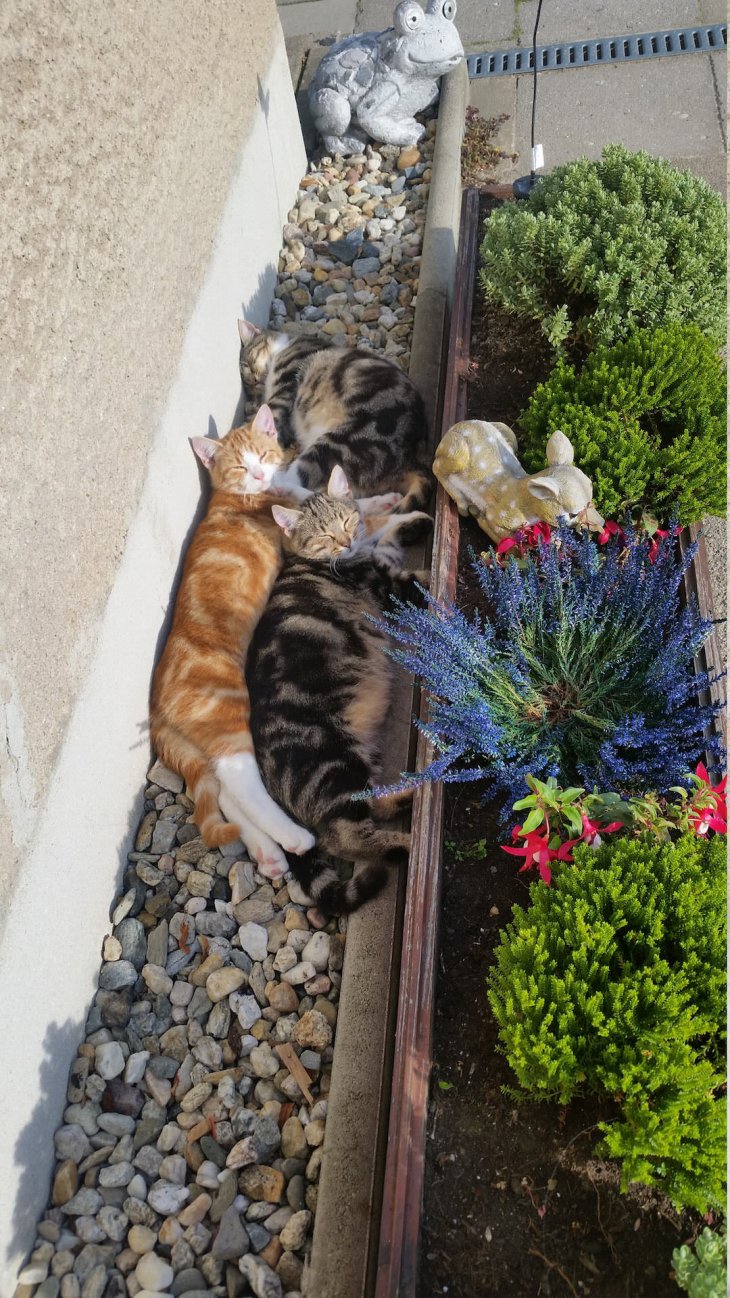 Cat Garden r/cats