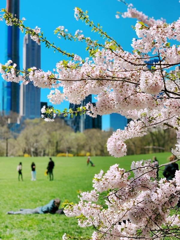 Central Park today r/nyc