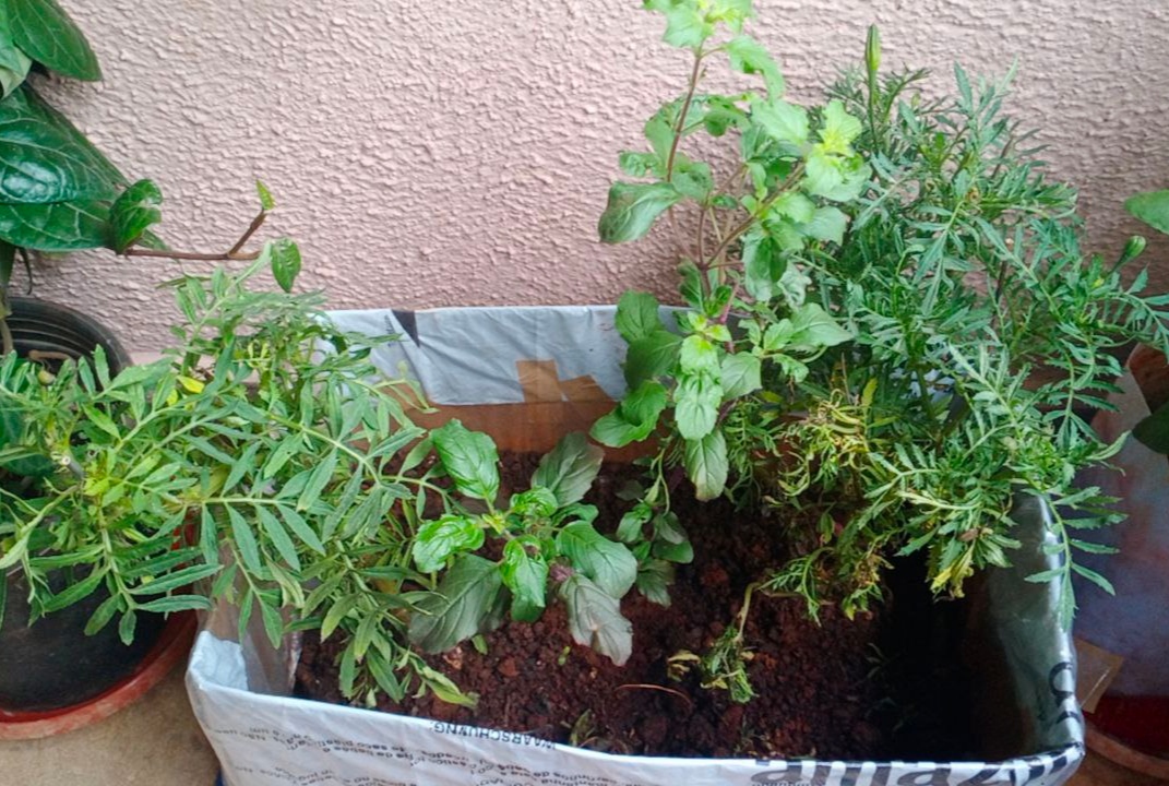 My marigold plant is dying. Leaves are yellow. Can i do