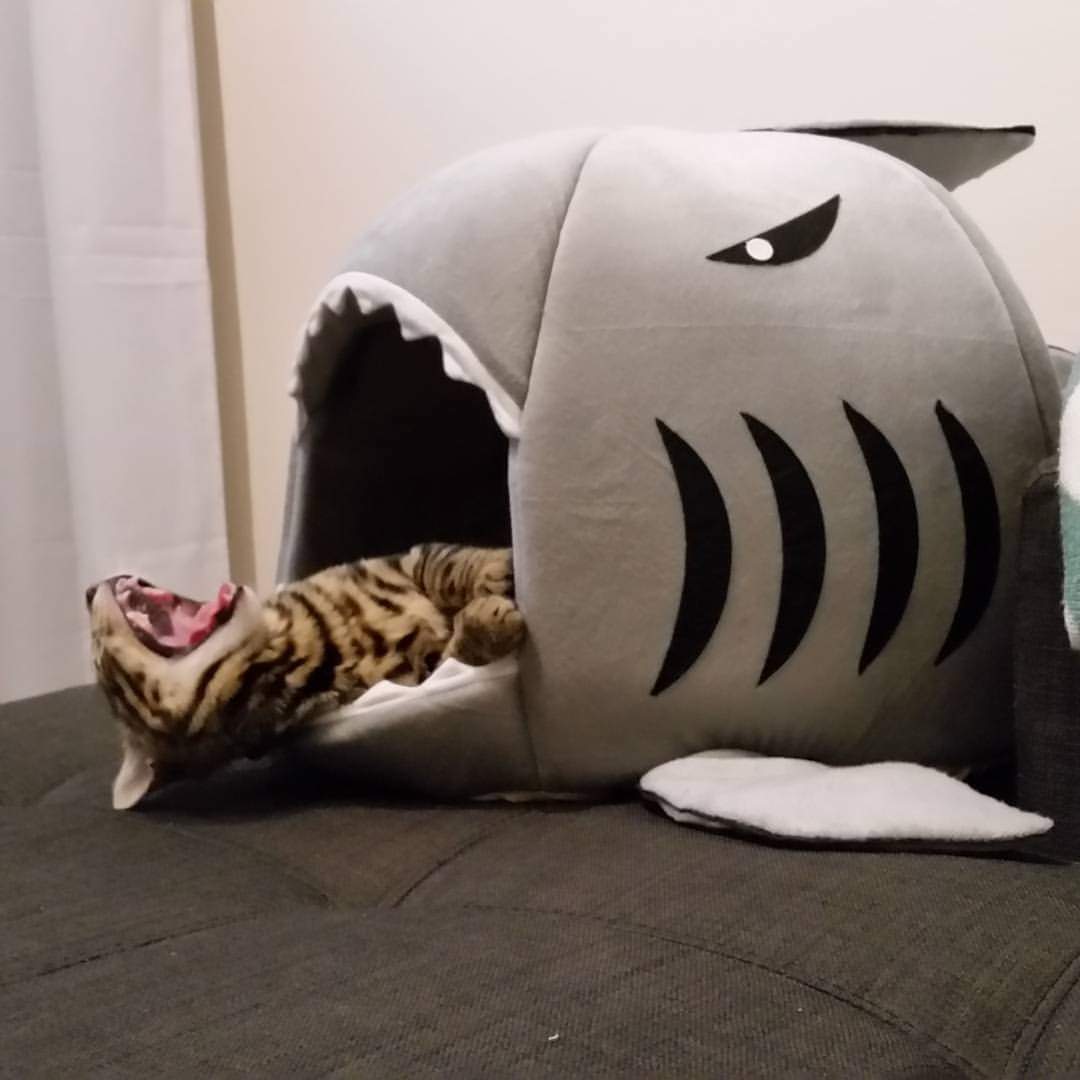 My cat being eaten by a shark r/aww