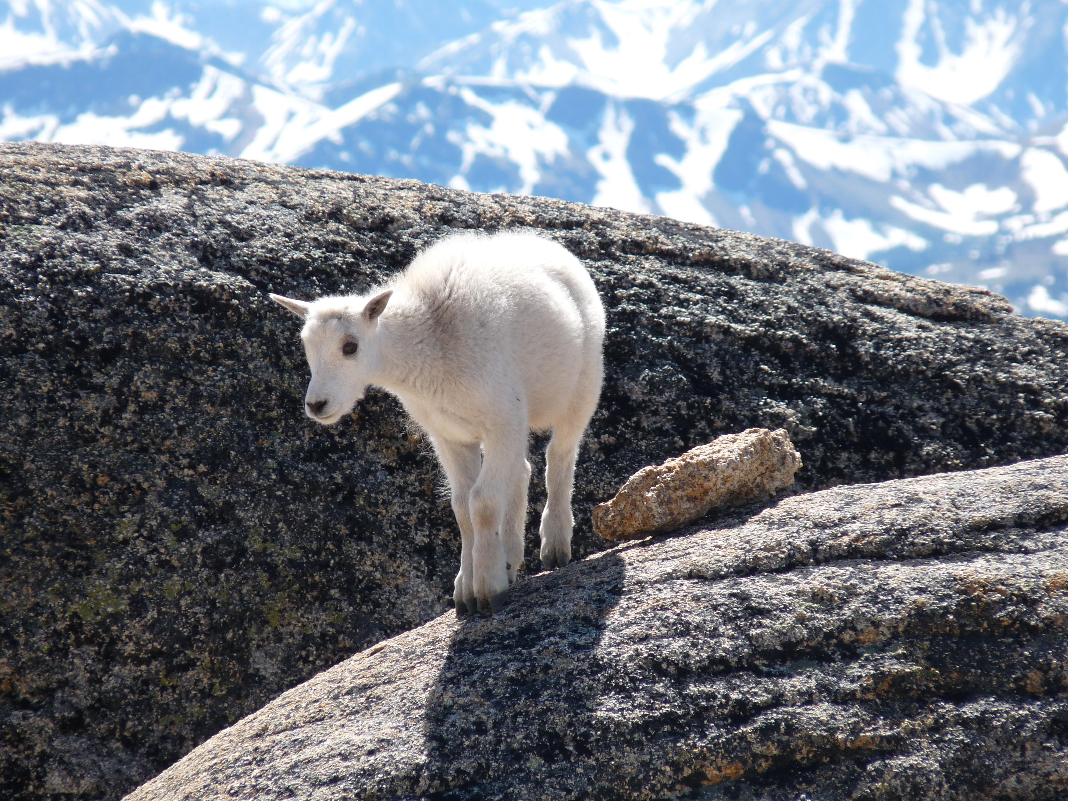 Mountain climbing. r/aww