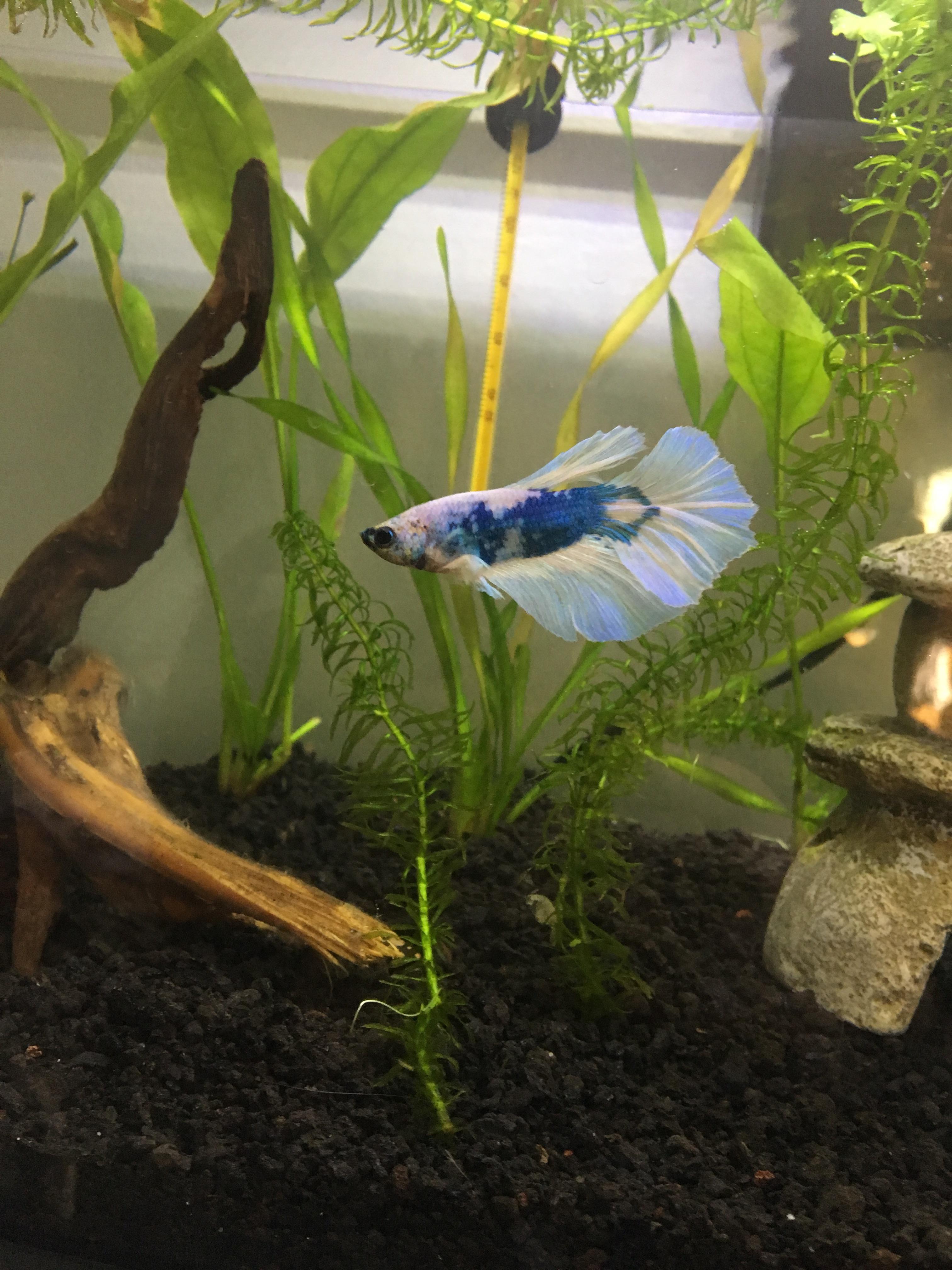 New betta in his planted tank! He loves it!! Aquariums