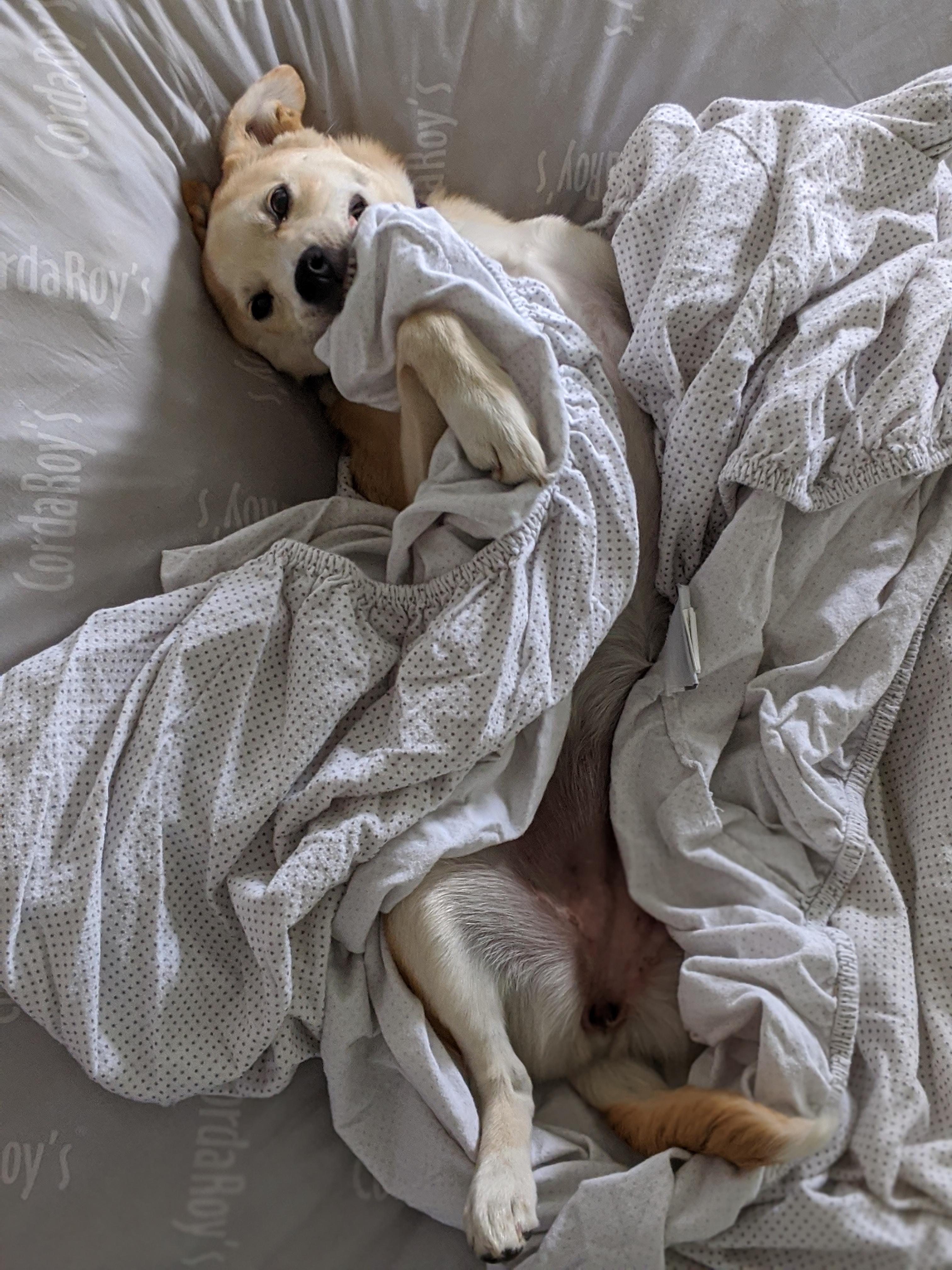 I was trying to make the bed and she thinks she's helping. r