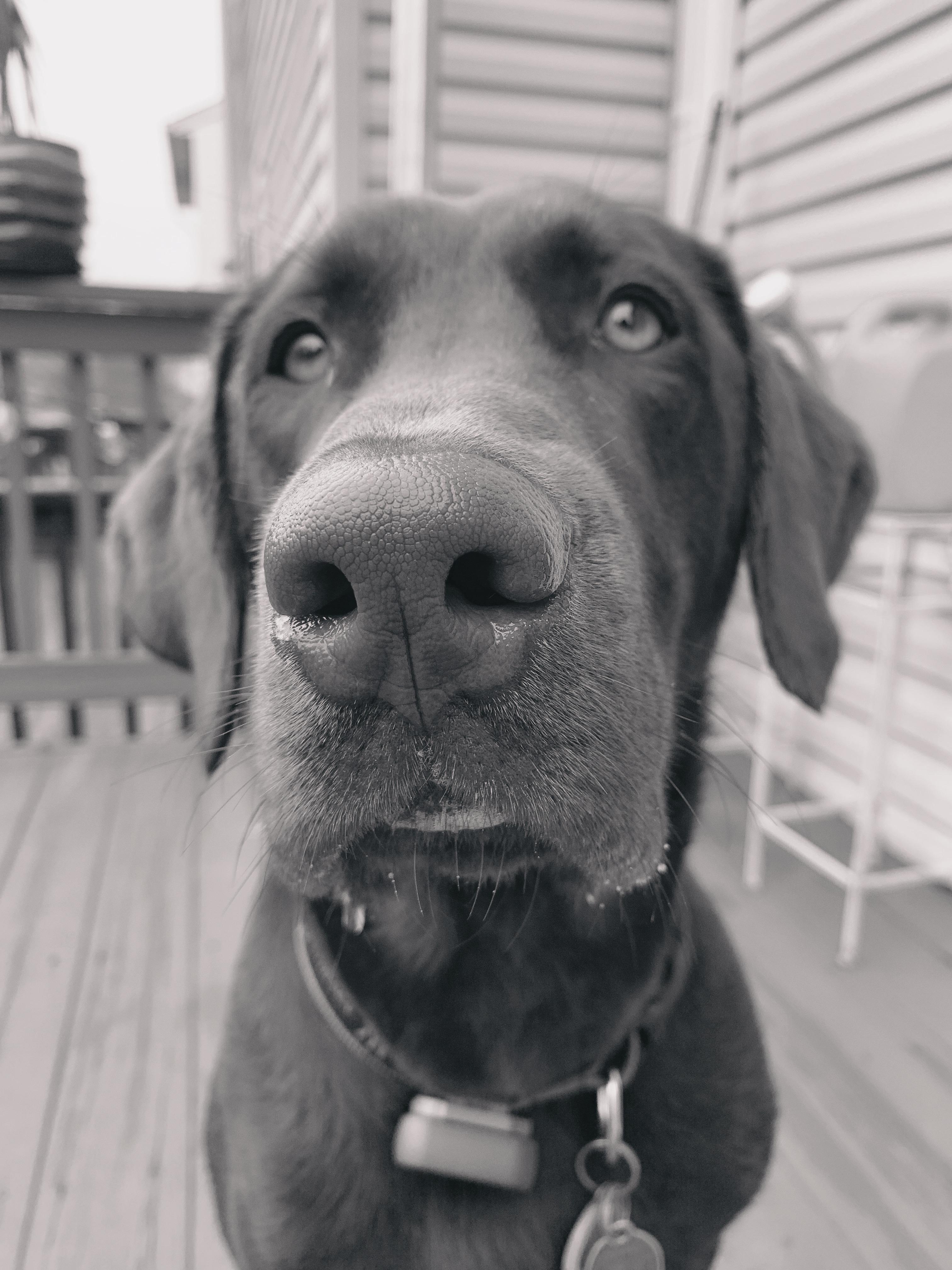 big frank dog finally turned 1 years old !!! r/labrador