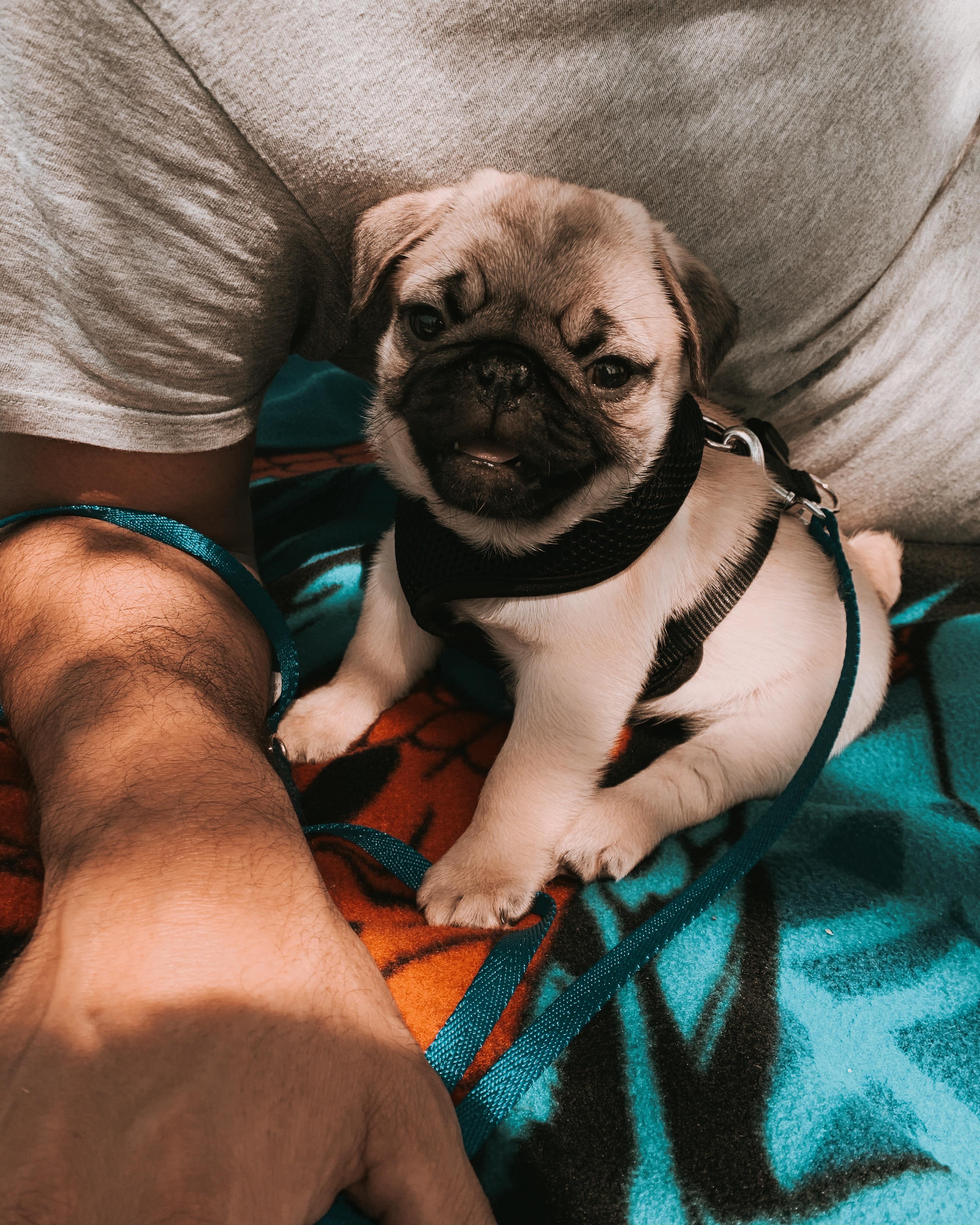 This is my new 9 week old pug! r/pug