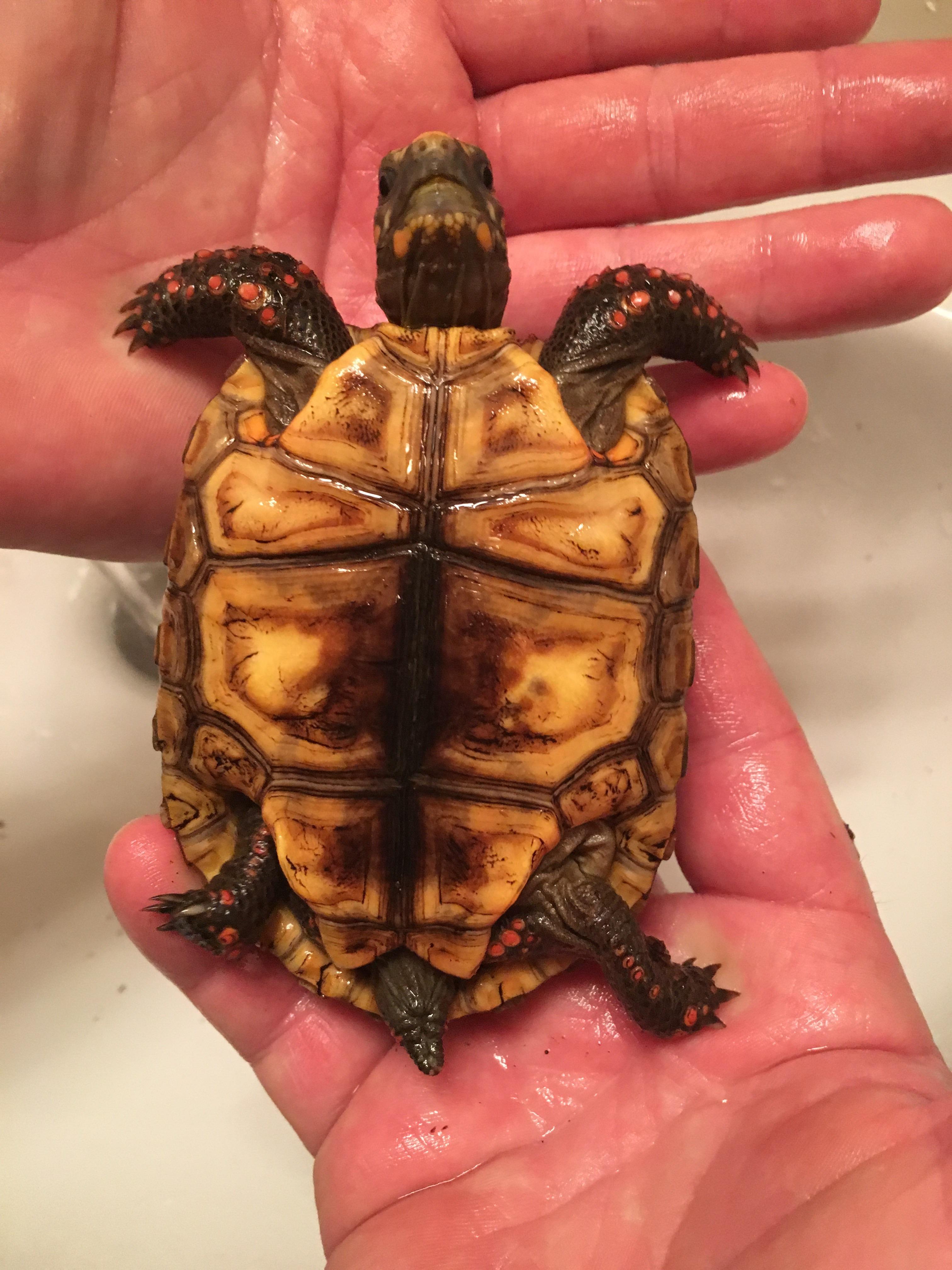 Anyone know what gender my red footed tortoise is? We can’t tell at the