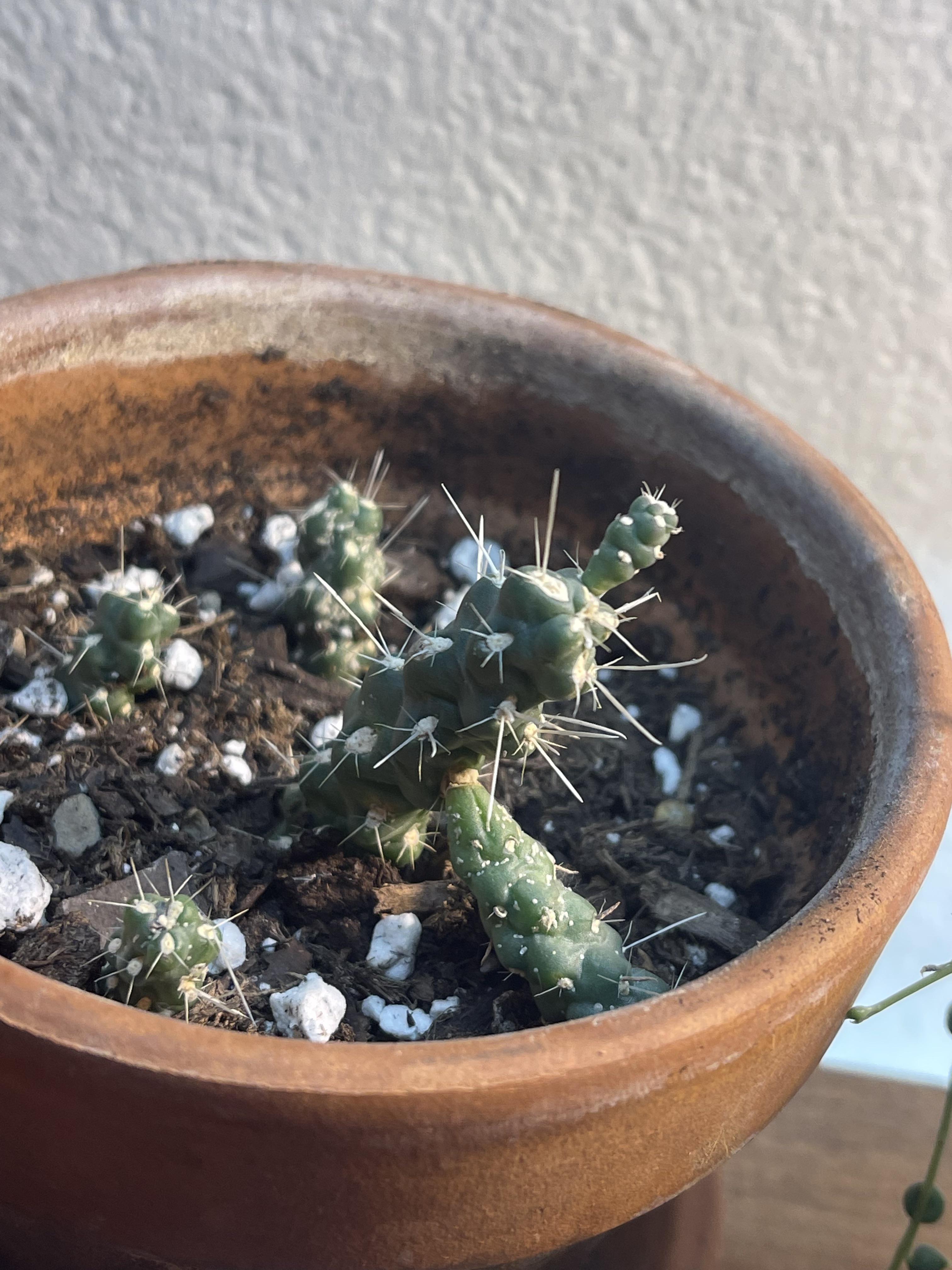 White spots on cactus? r/plantclinic