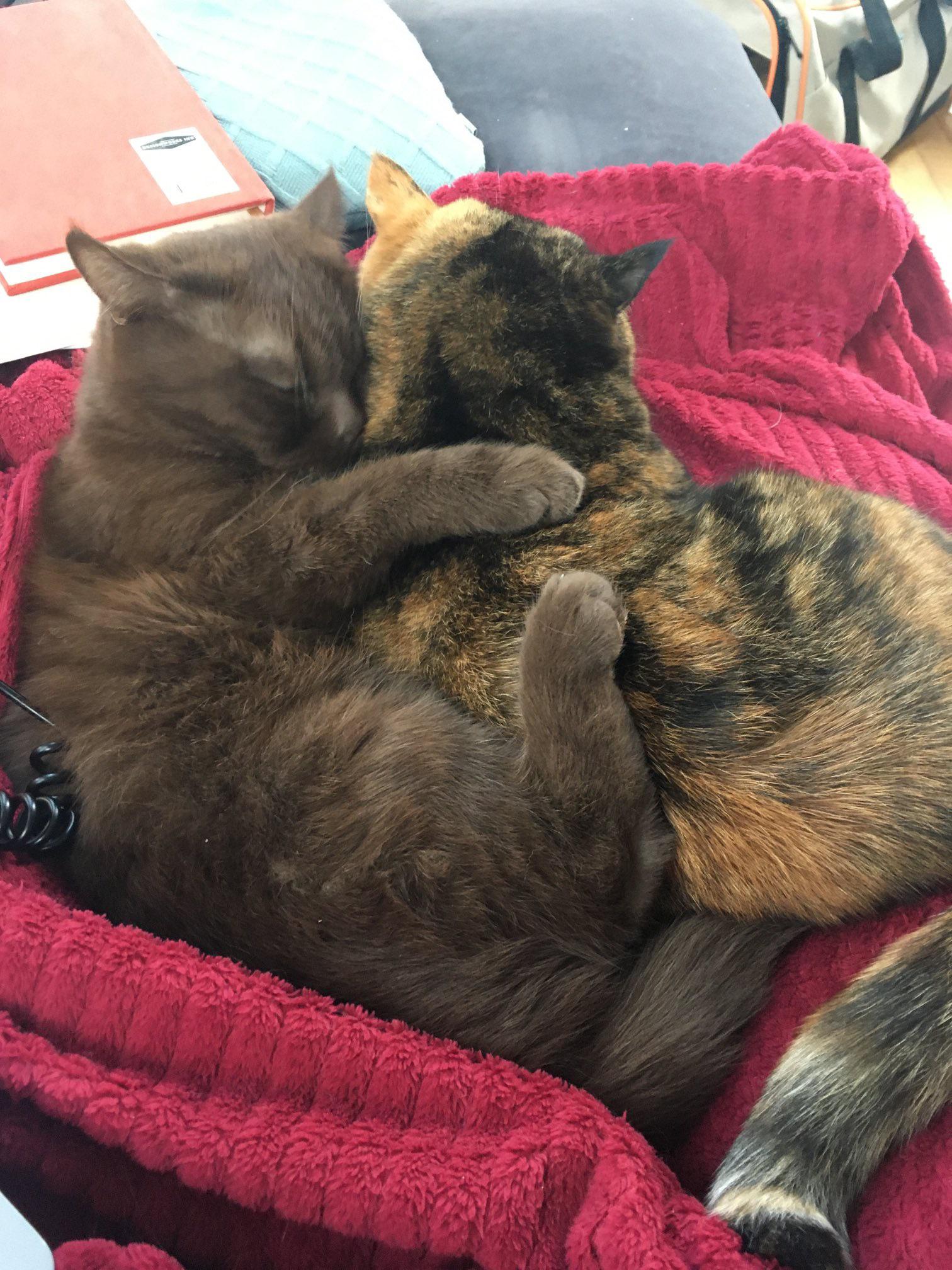 Cuddling in the cold weather… r/Bondedpairs