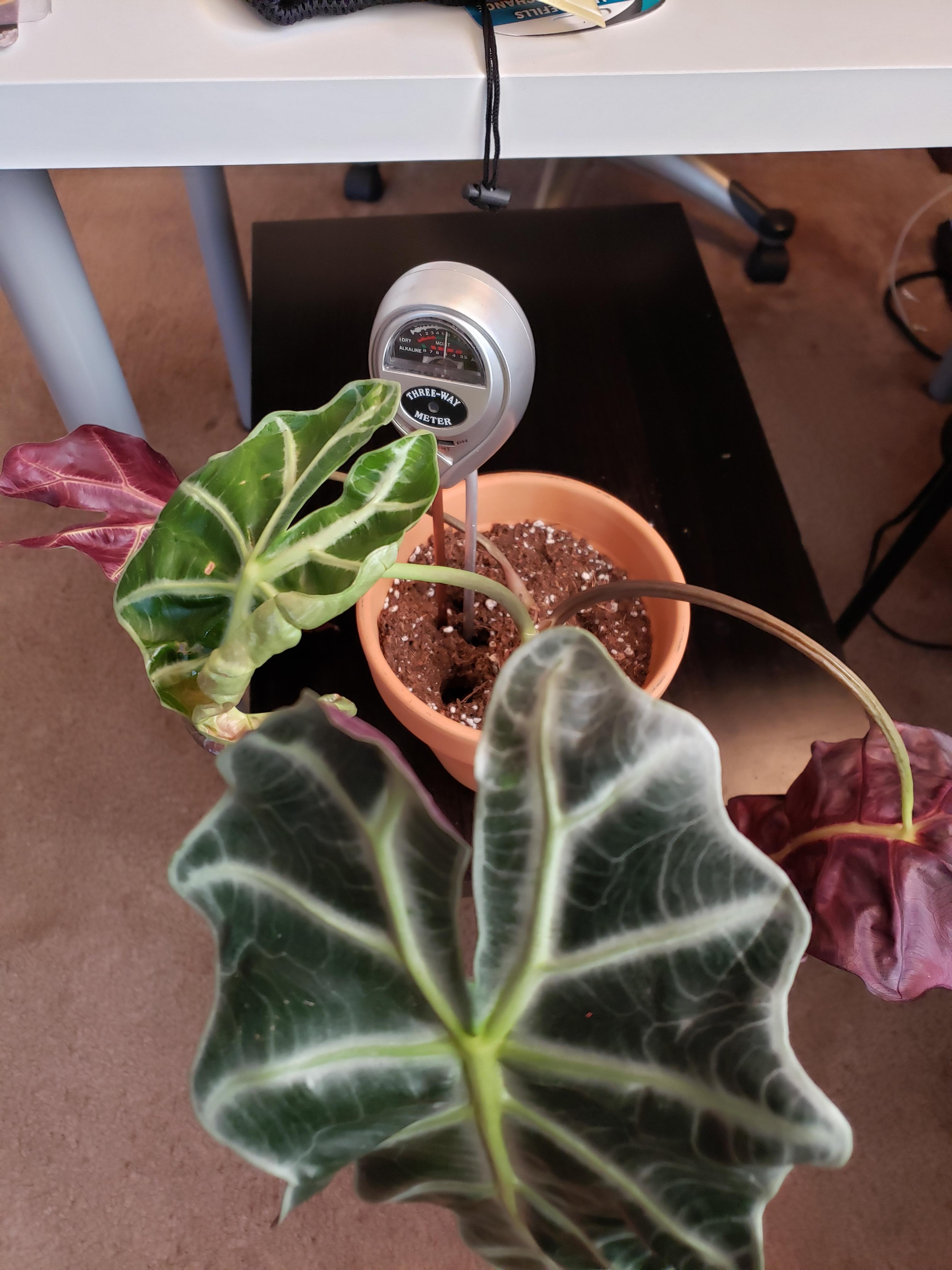 HELP!! The Alocasia Polly Struggle Is Real. The meter reads moist. The